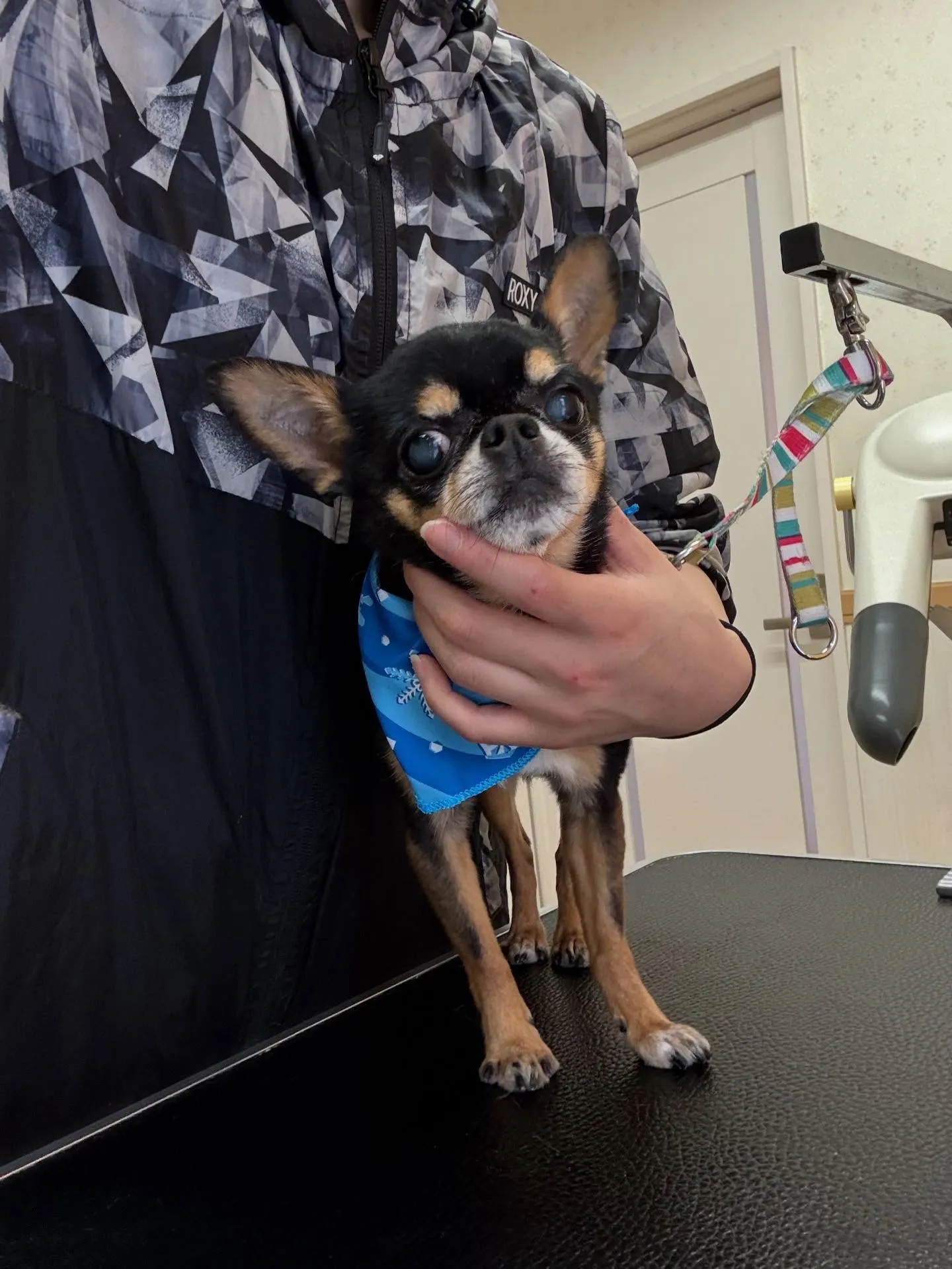 犬のシャンプー🫧