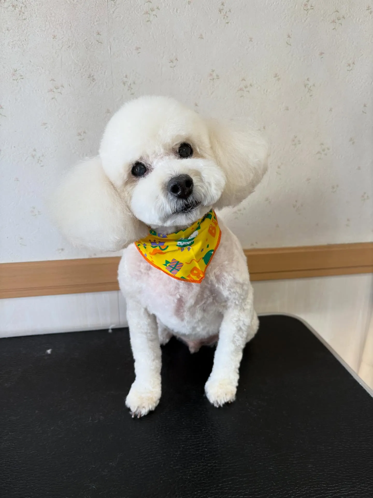 犬のトリミング✂️