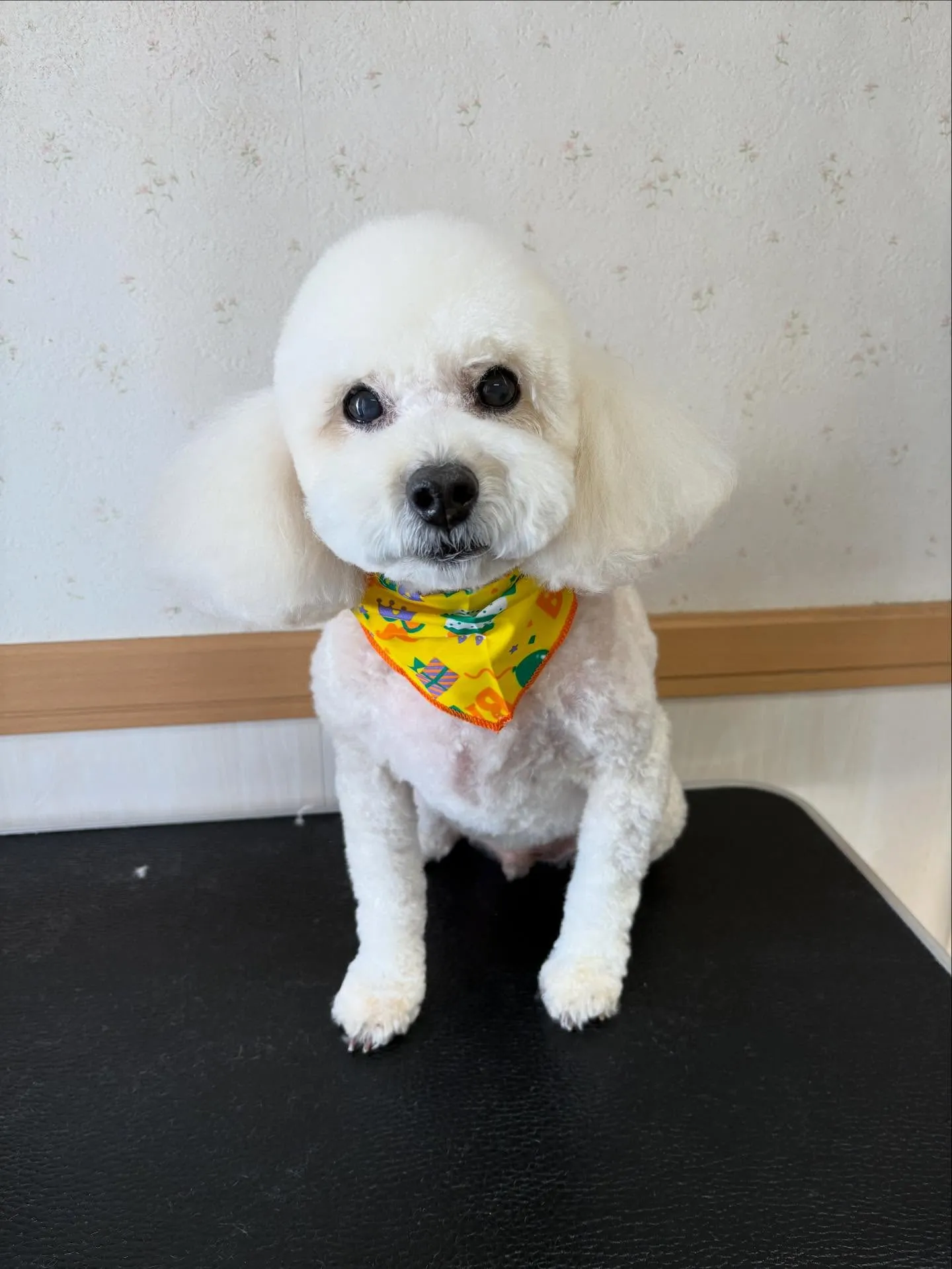 犬のトリミング✂️