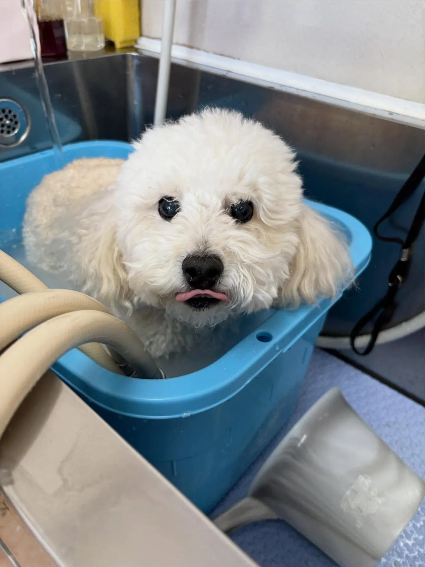 犬のトリミング✂️