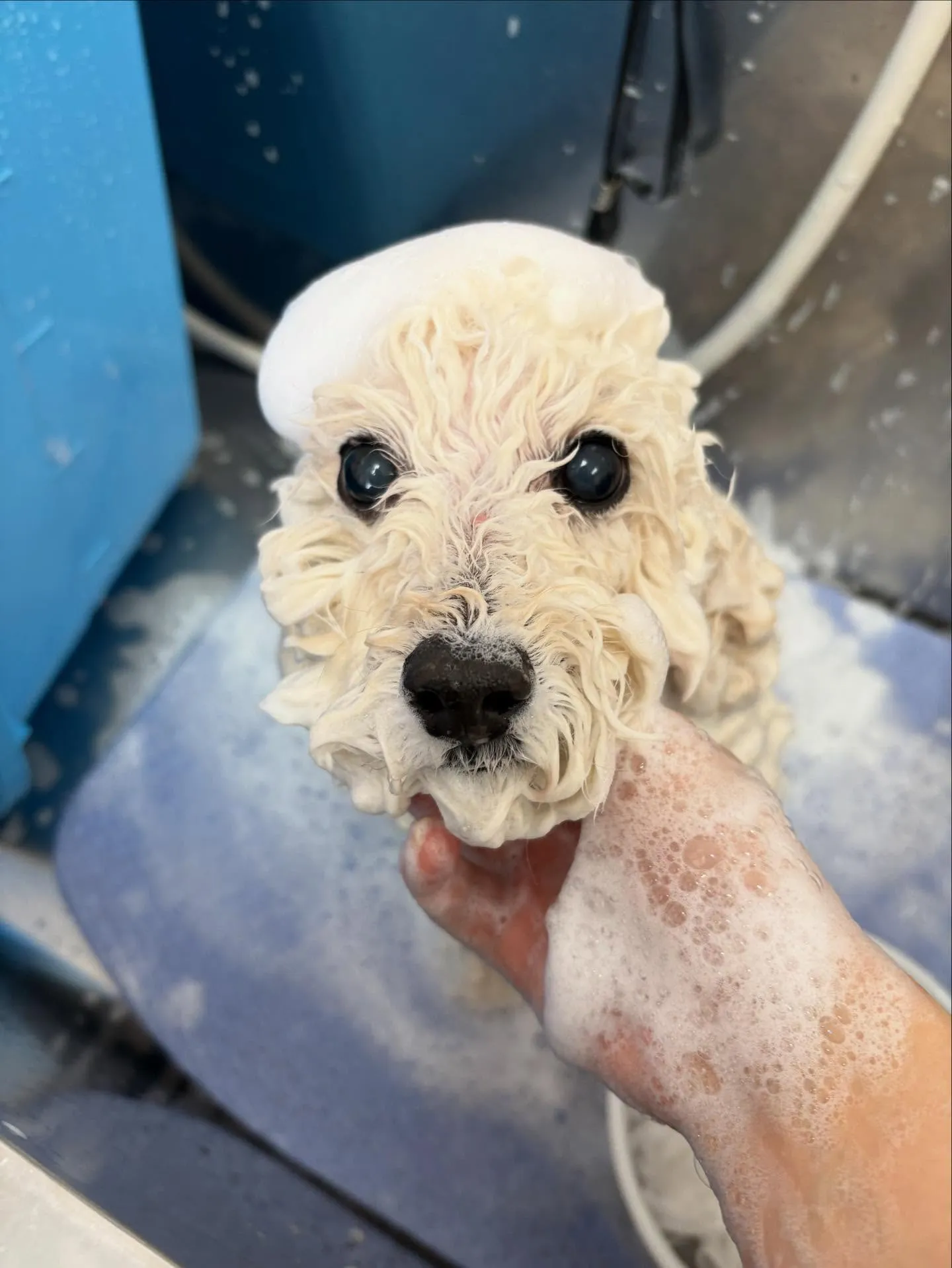 犬のトリミング✂️