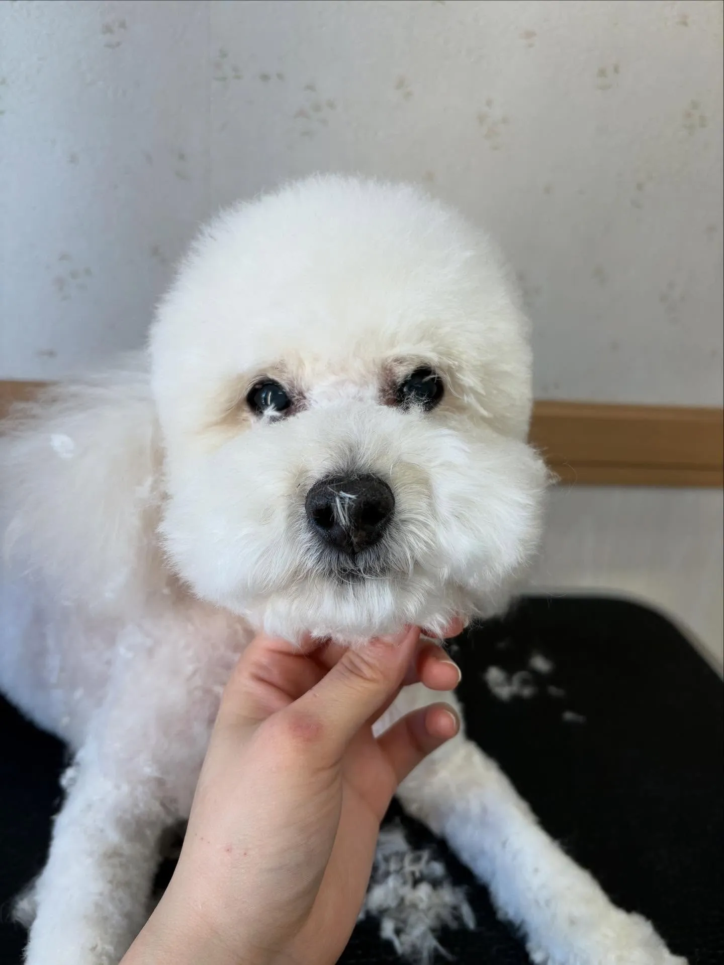 犬のトリミング✂️