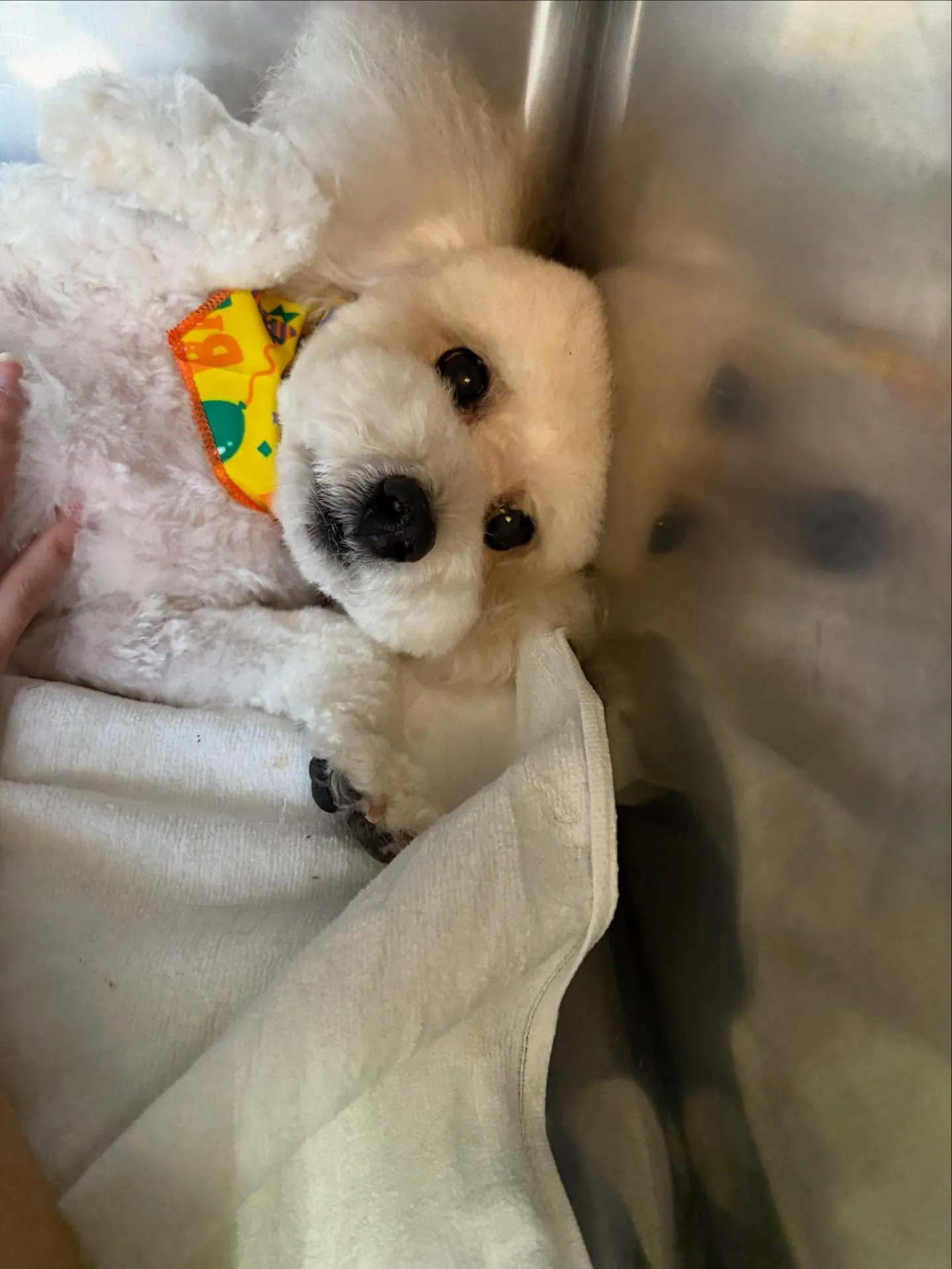 犬のトリミング✂️