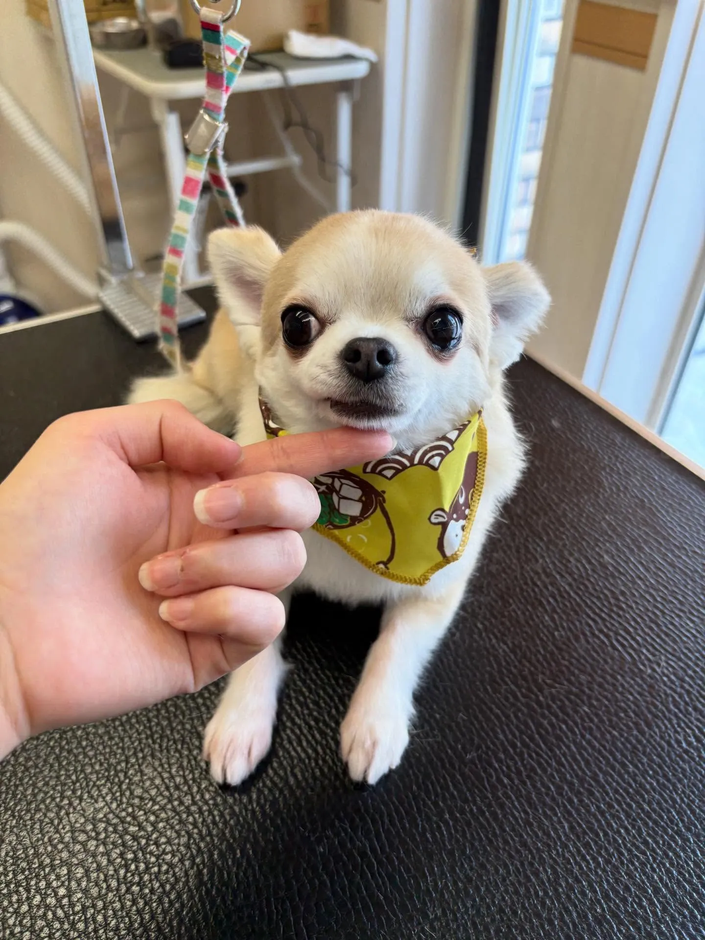 犬のトリミング✂️