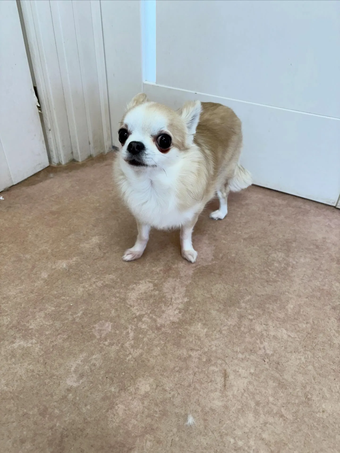 犬のトリミング✂️