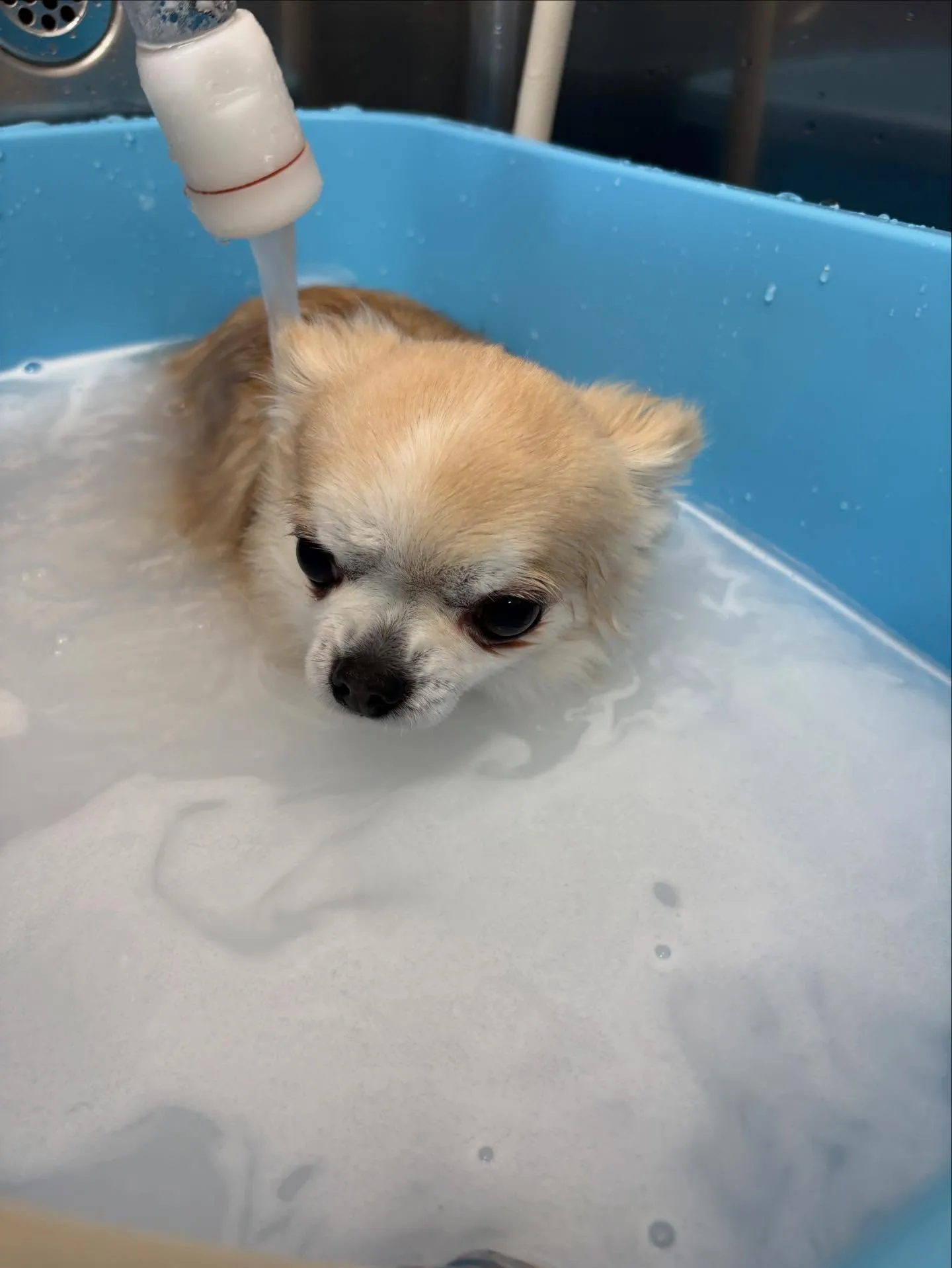 犬のトリミング✂️