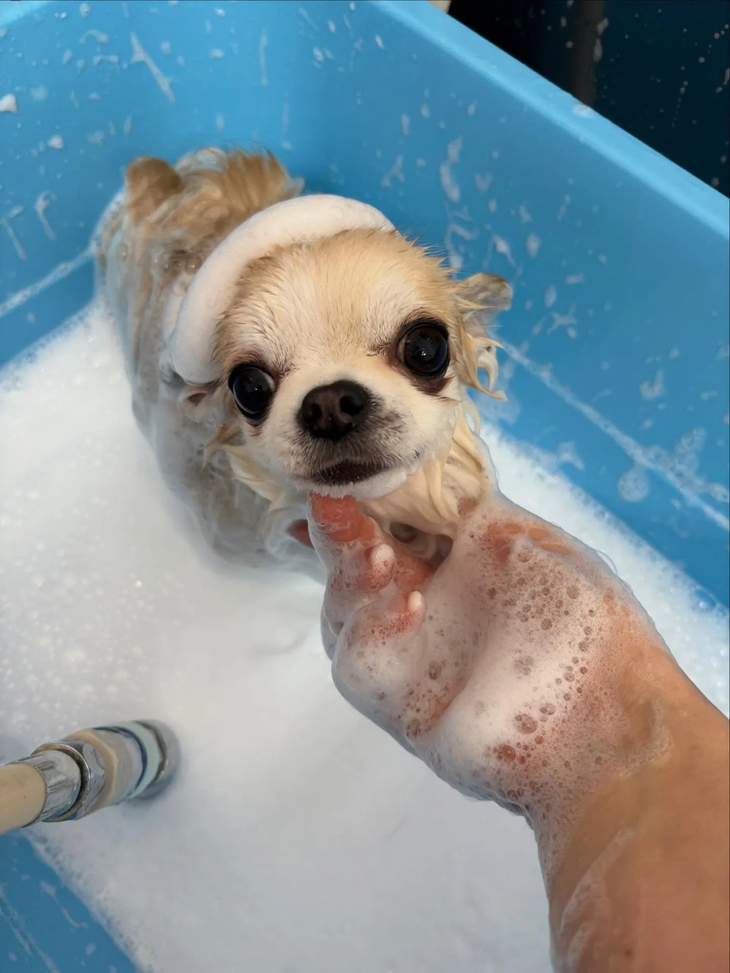 犬のトリミング✂️