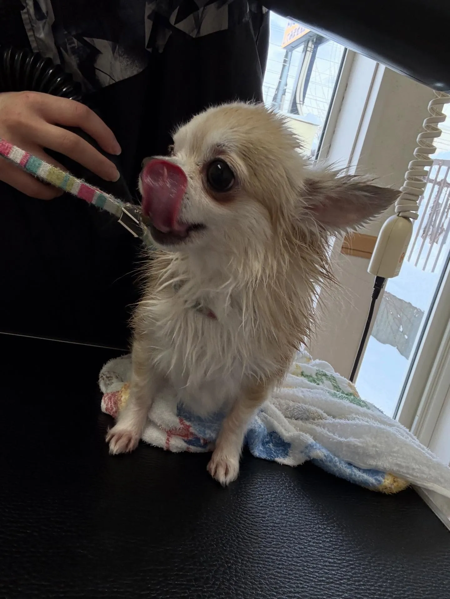 犬のトリミング✂️