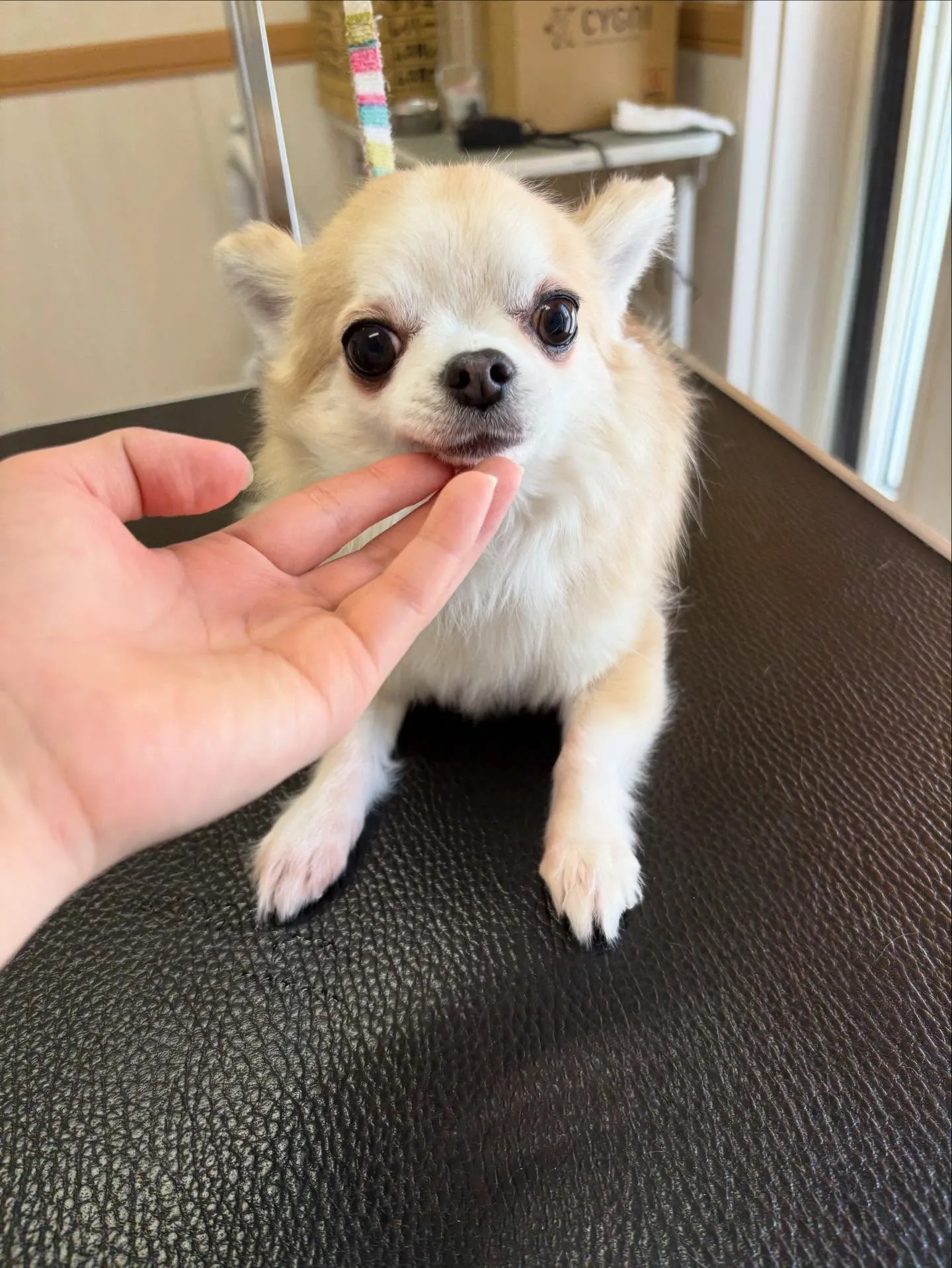 犬のトリミング✂️