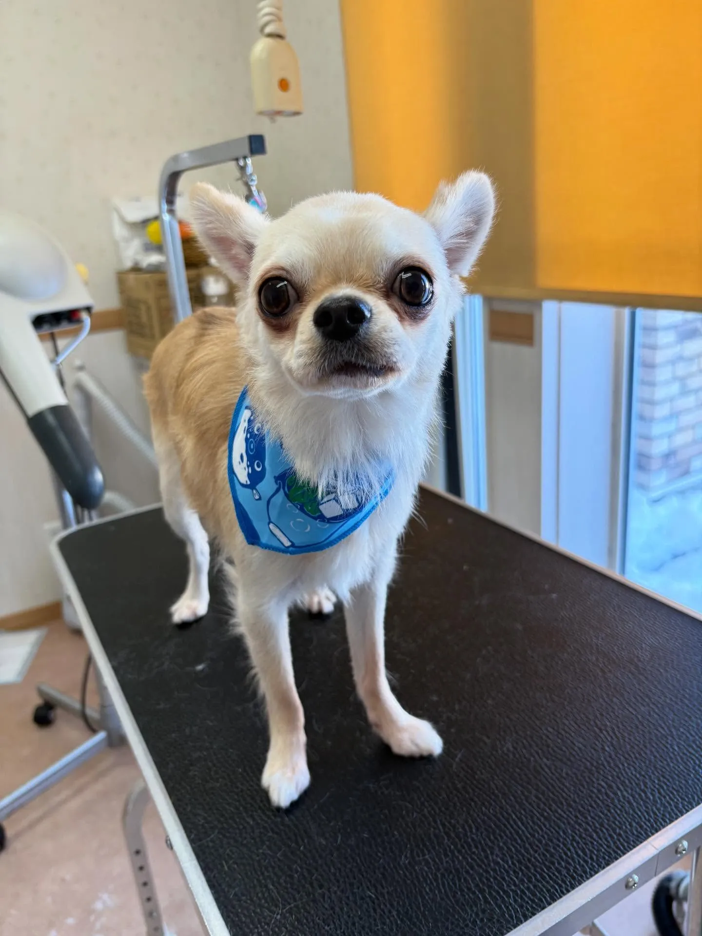 犬のトリミング✂️