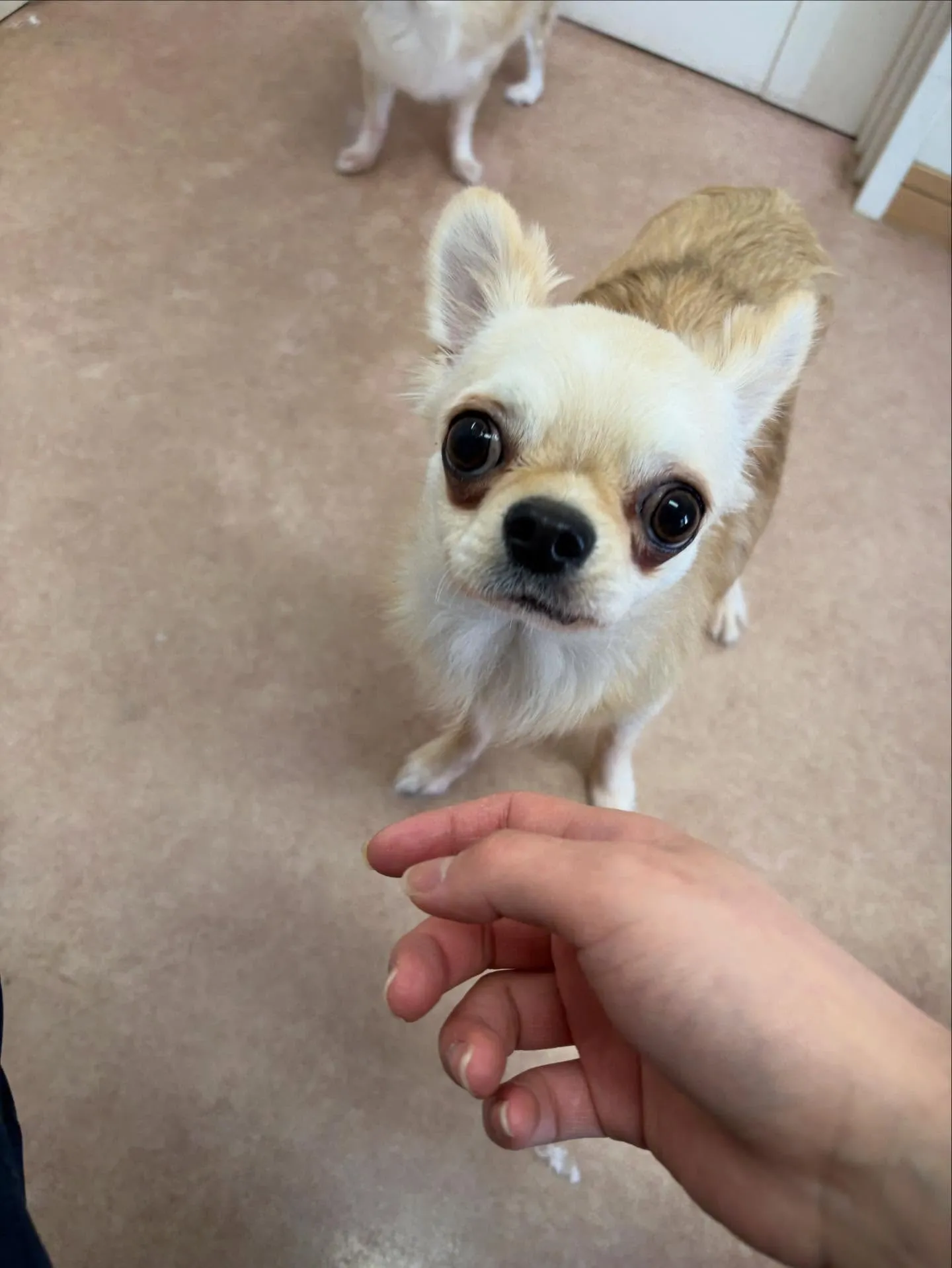 犬のトリミング✂️