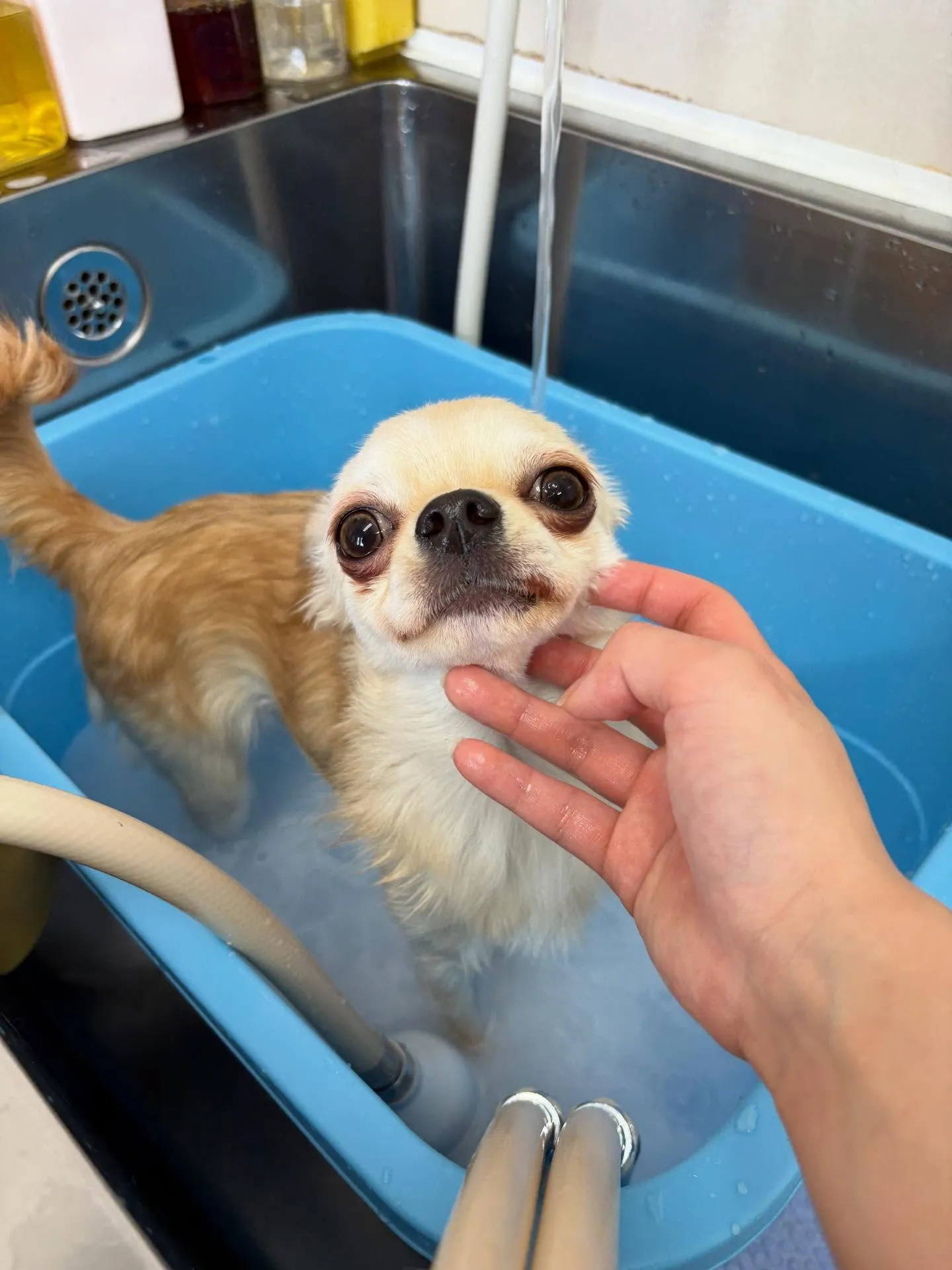 犬のトリミング✂️