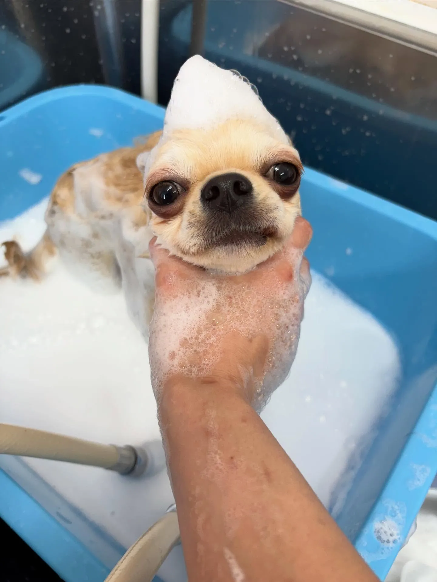 犬のトリミング✂️