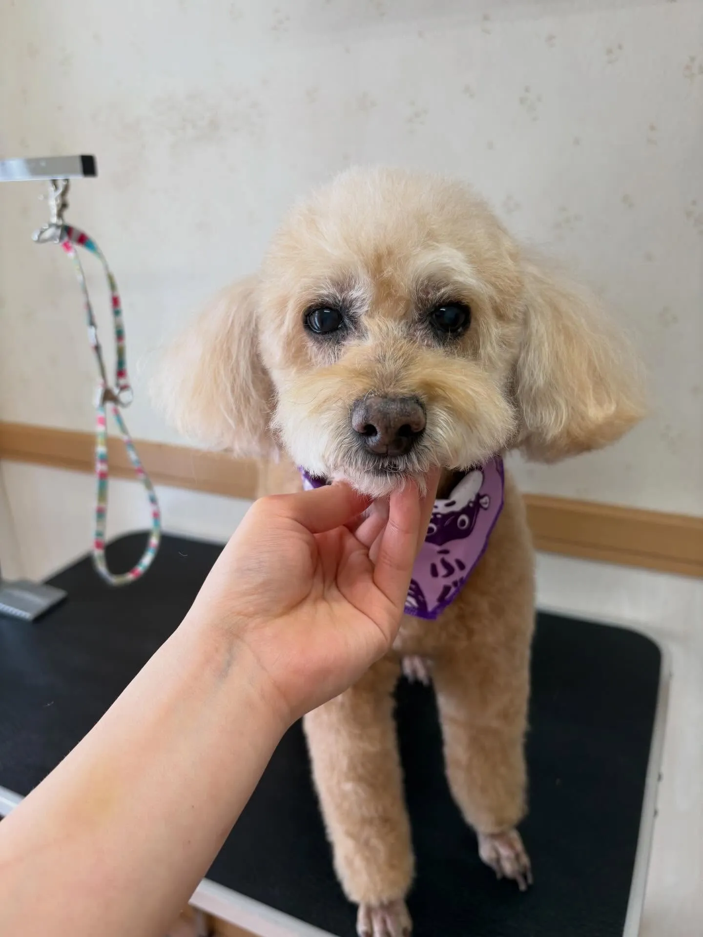 犬のトリミング✂️