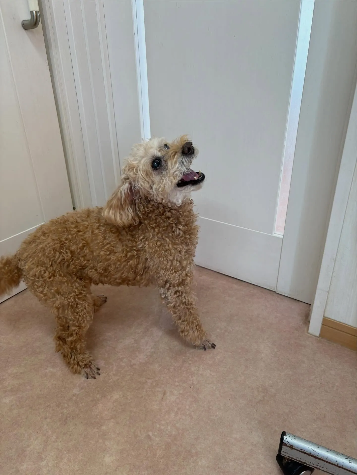 犬のトリミング✂️