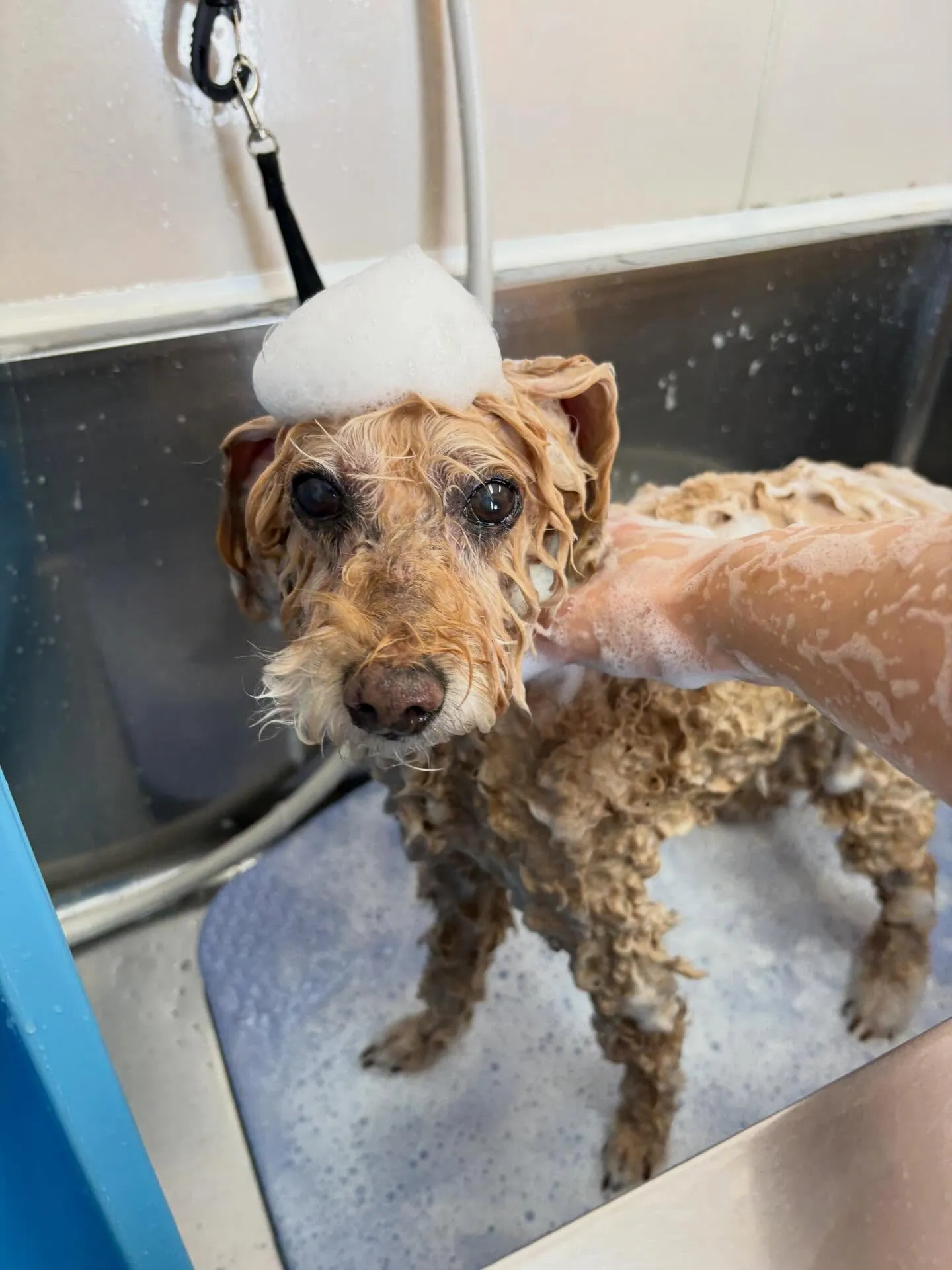 犬のトリミング✂️