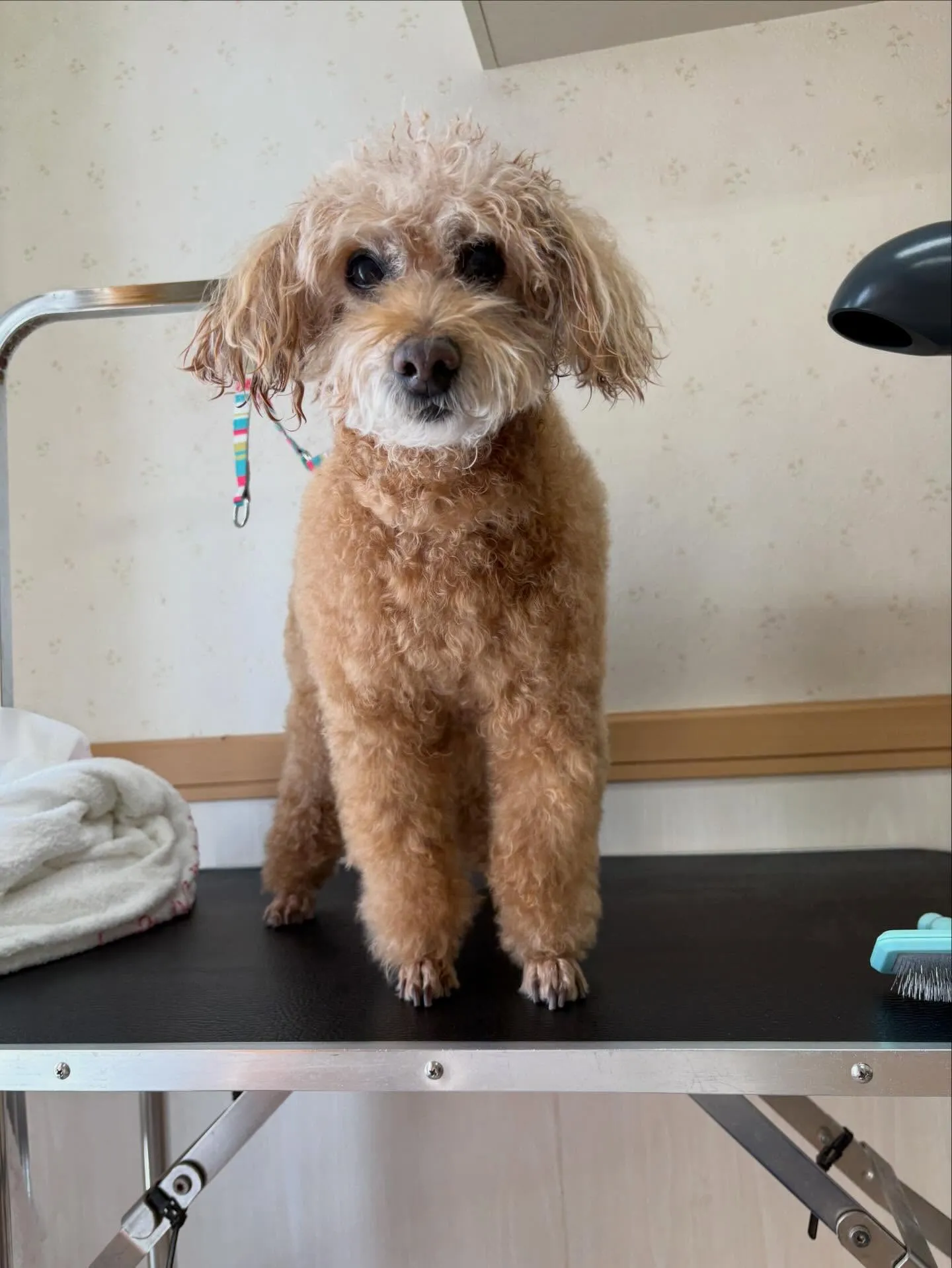 犬のトリミング✂️