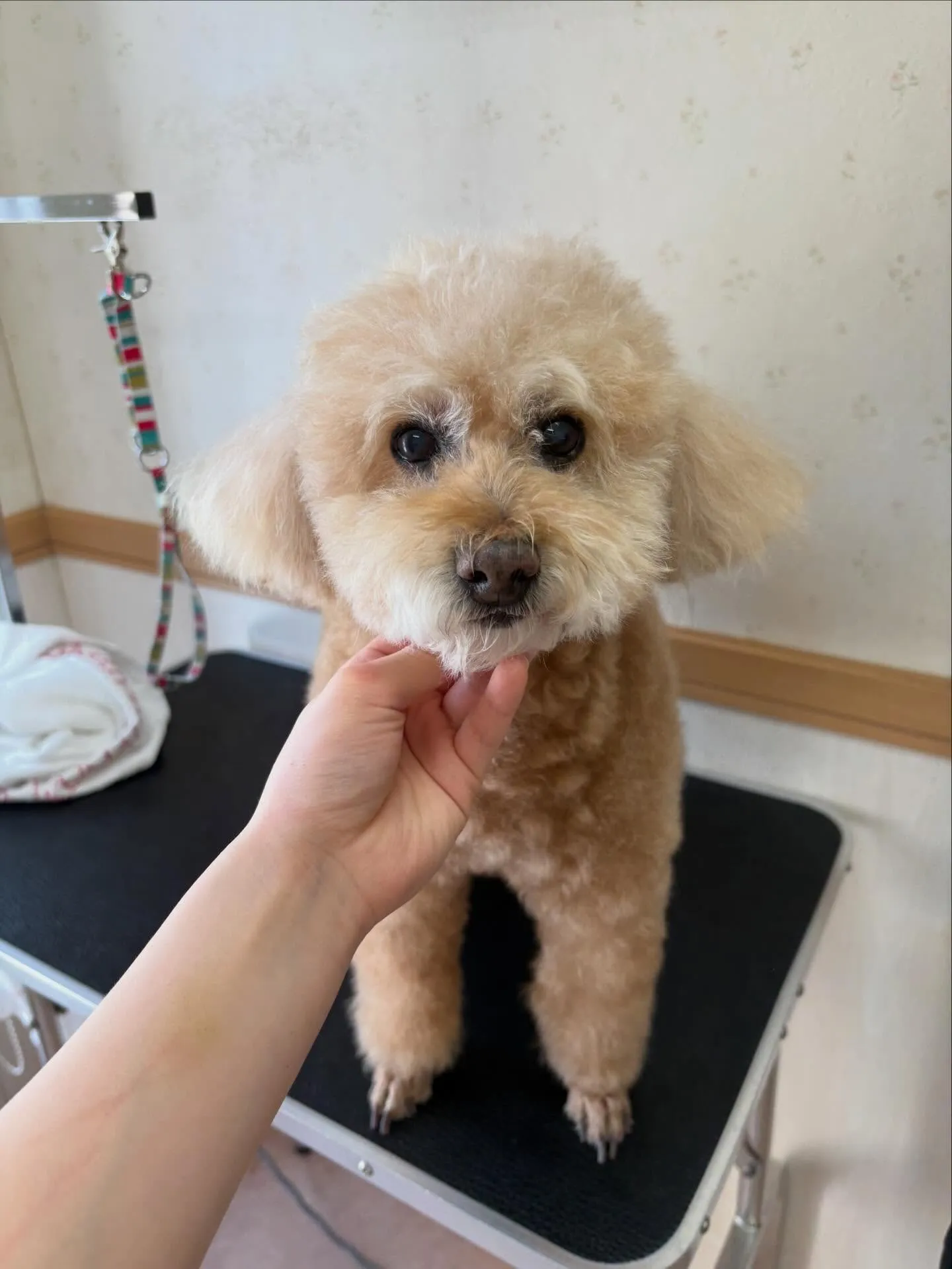 犬のトリミング✂️