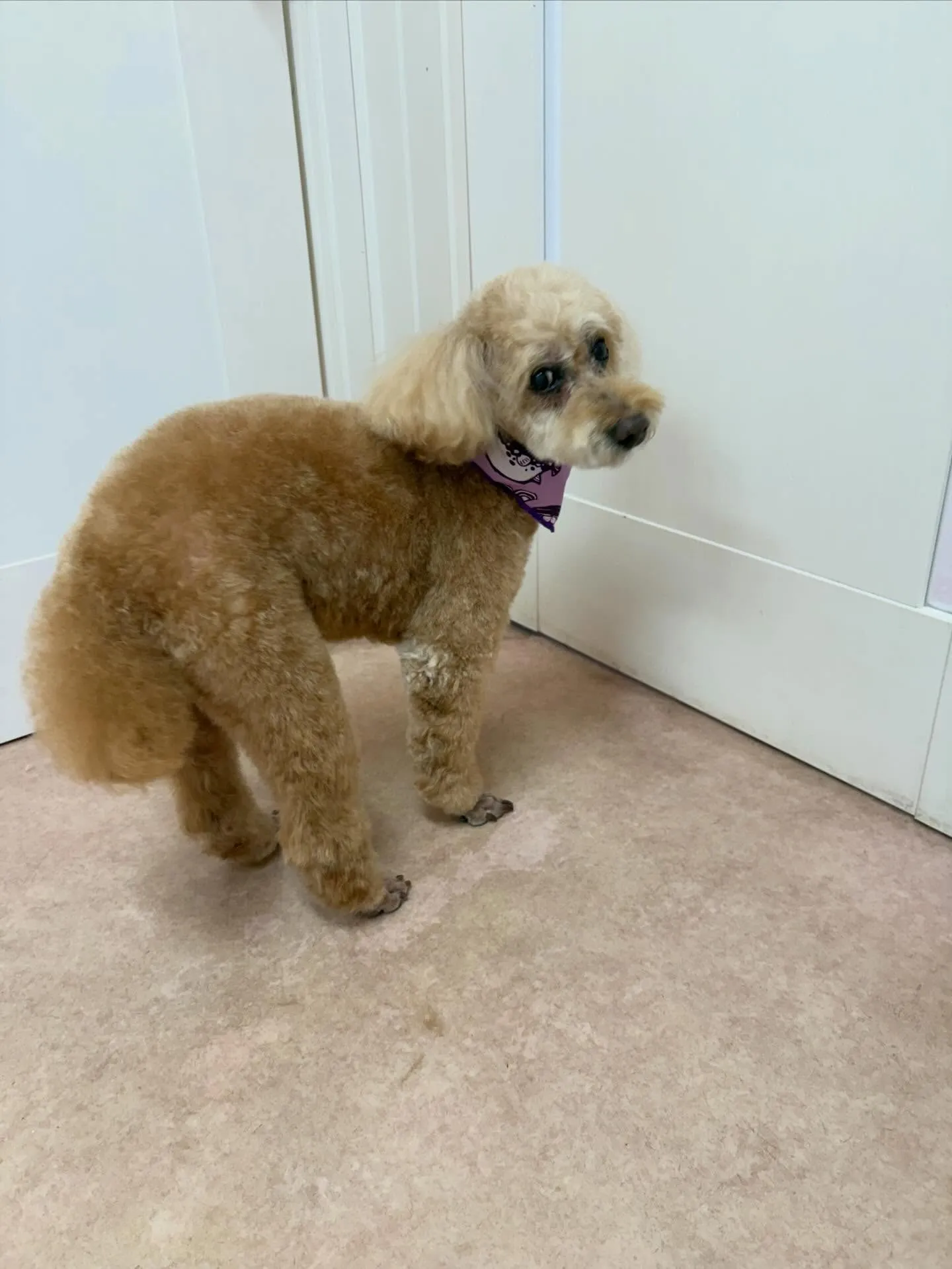 犬のトリミング✂️