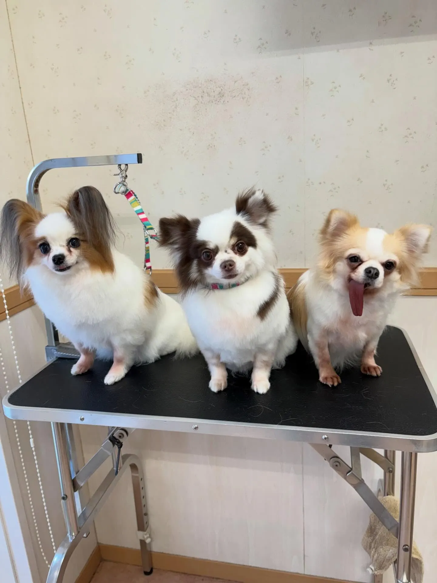 犬のトリミング✂️