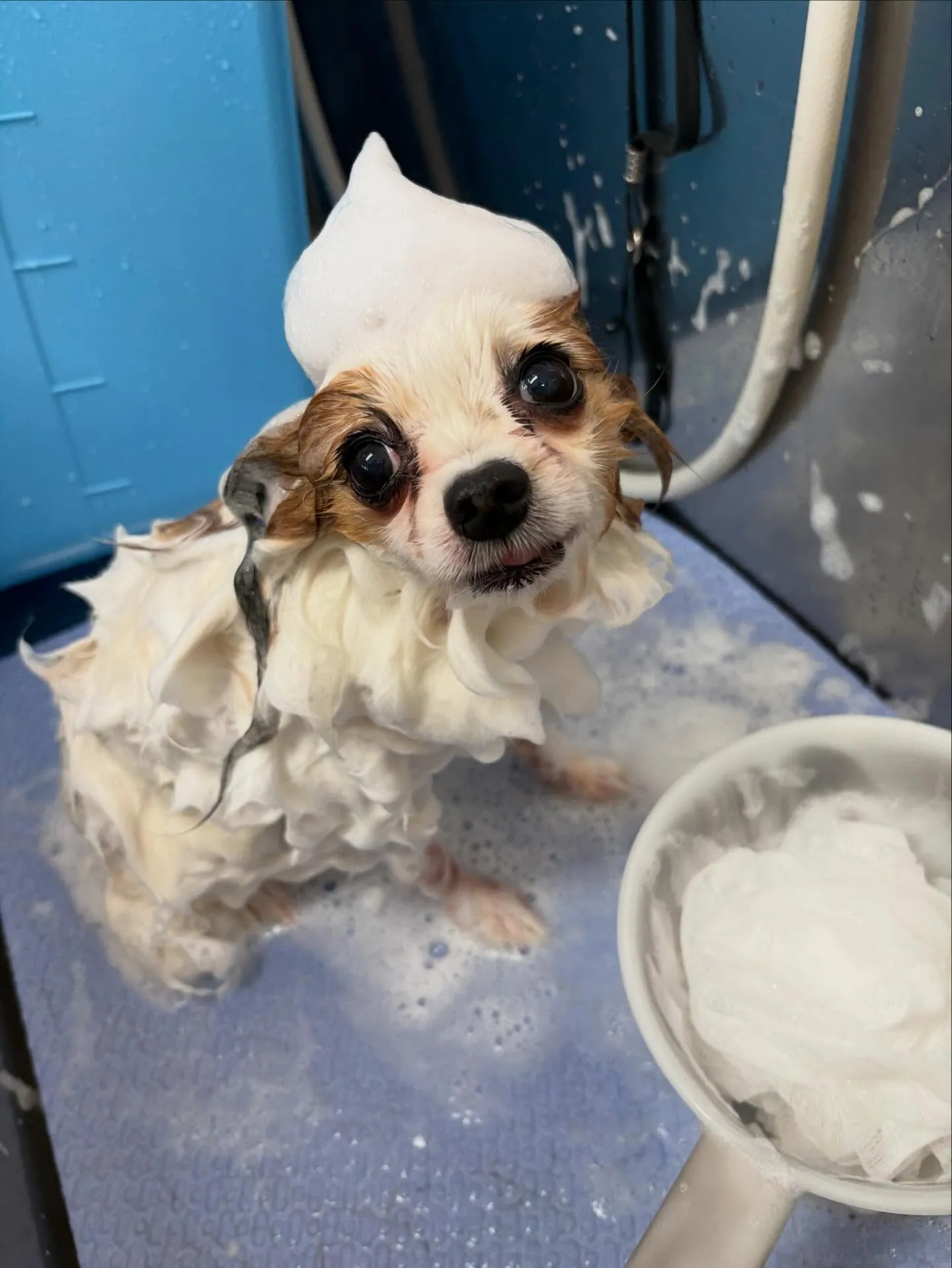 犬のトリミング✂️