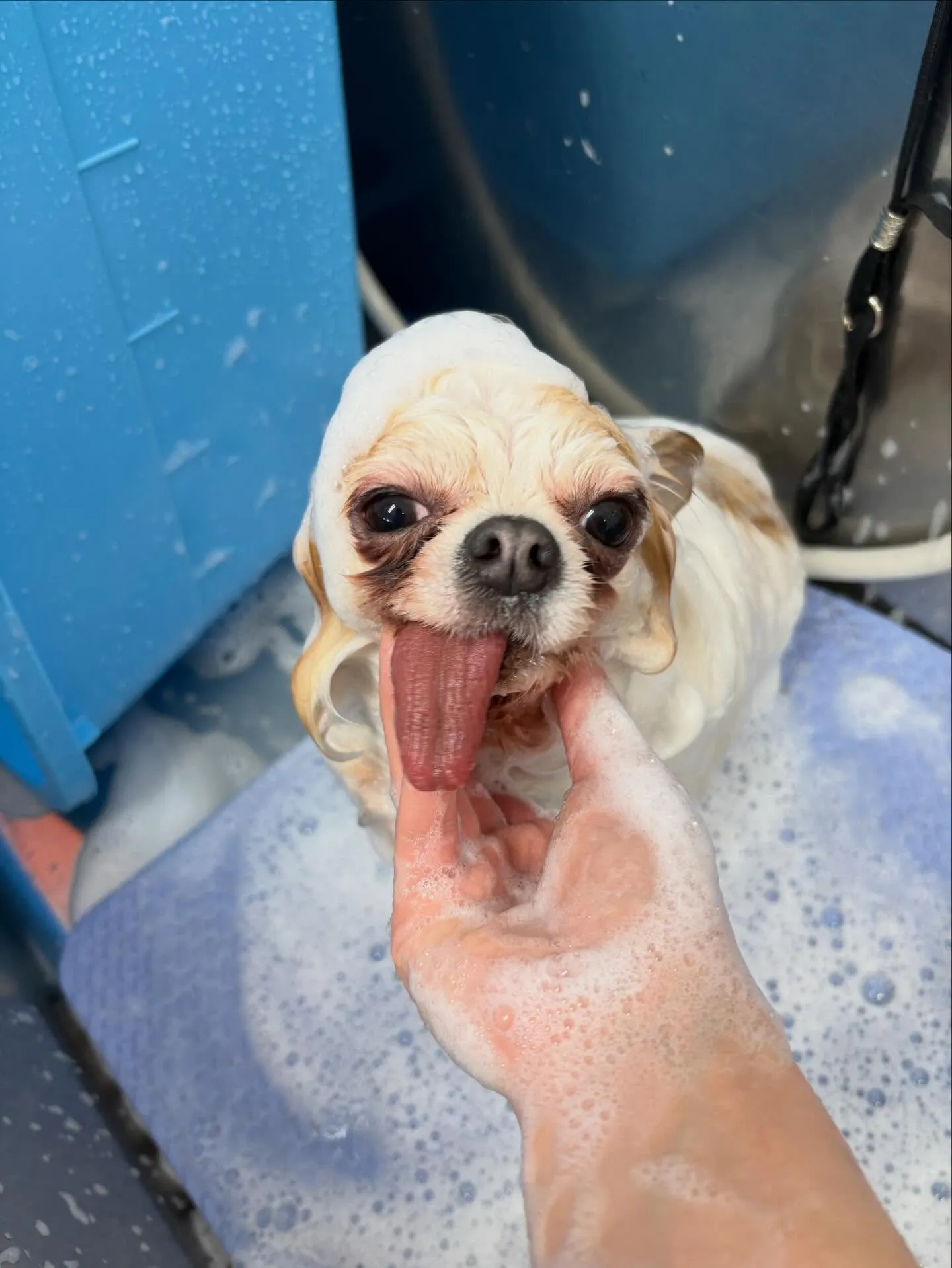 犬のトリミング✂️