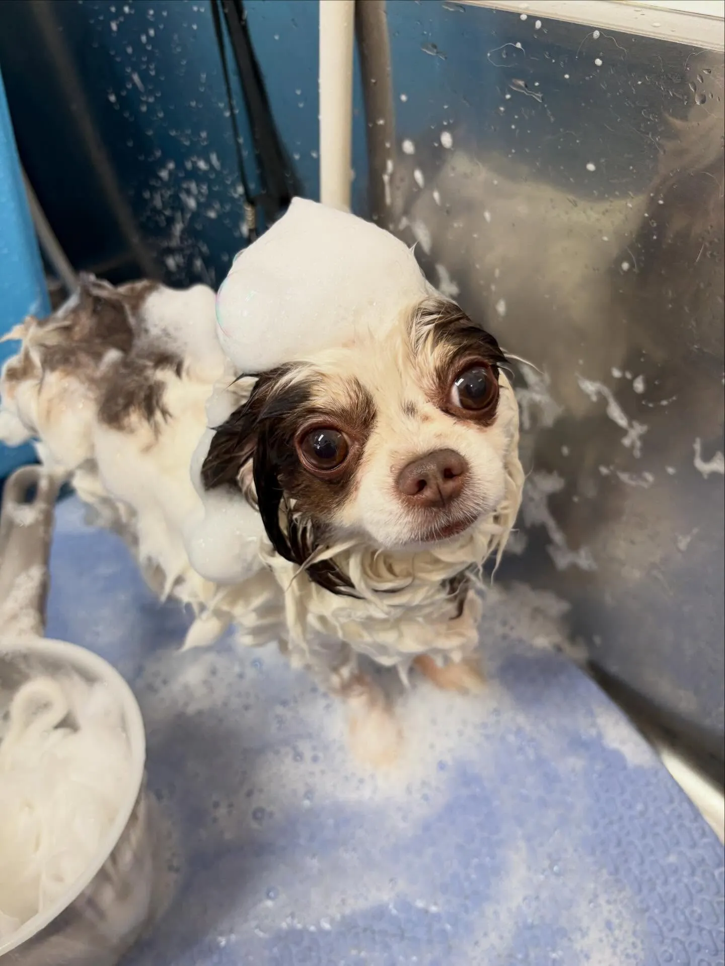 犬のトリミング✂️