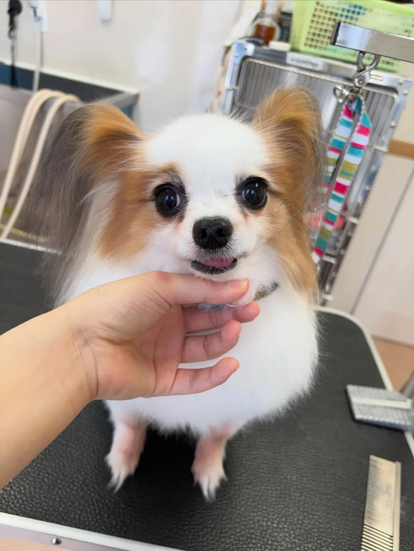 犬のトリミング✂️