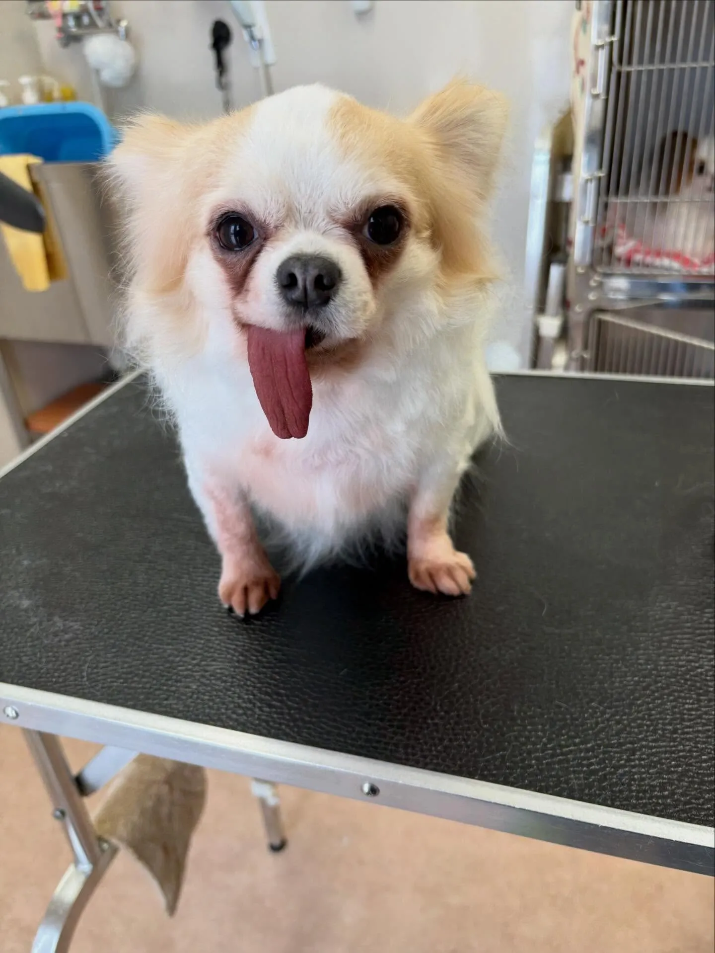 犬のトリミング✂️