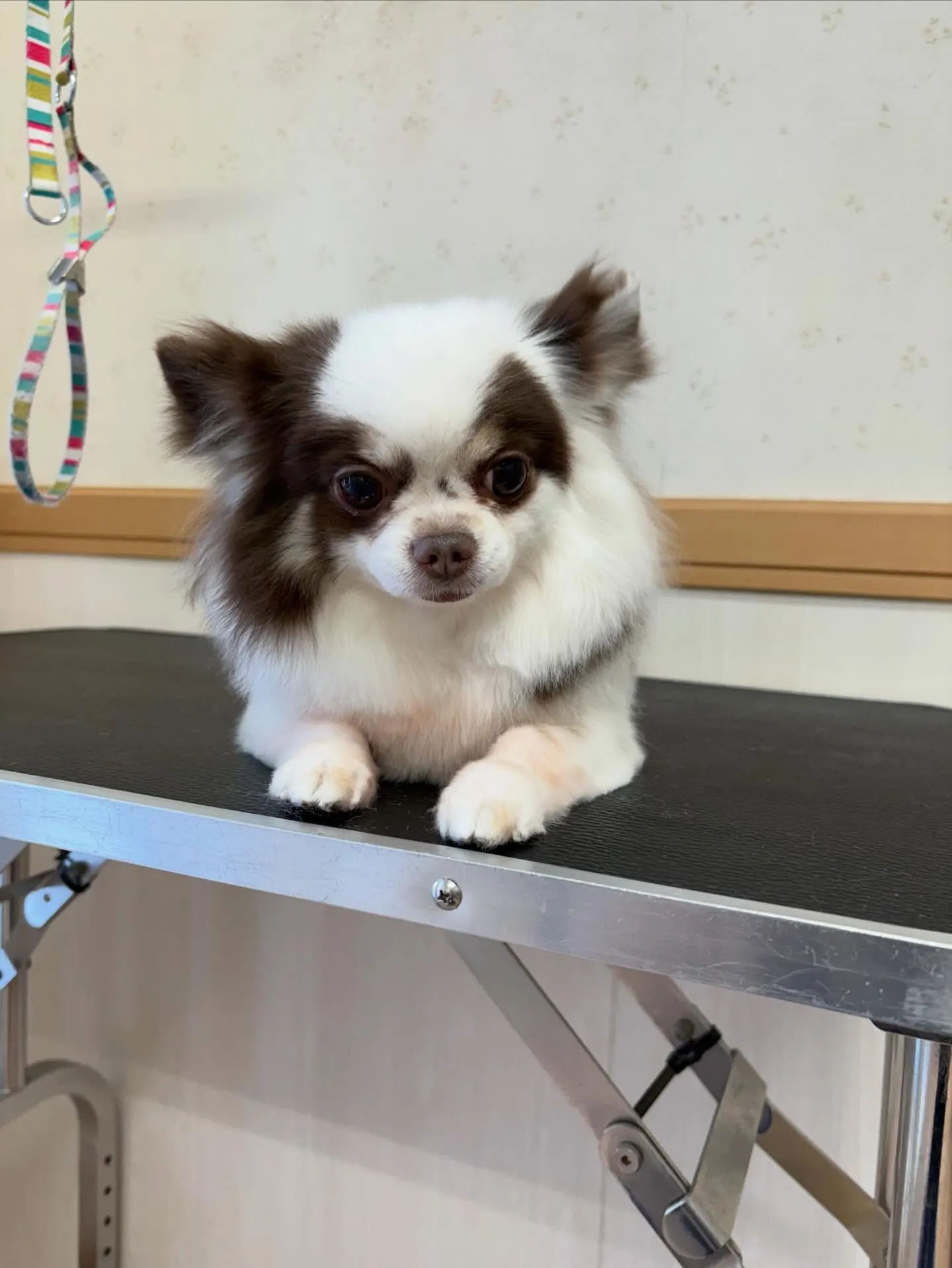 犬のトリミング✂️