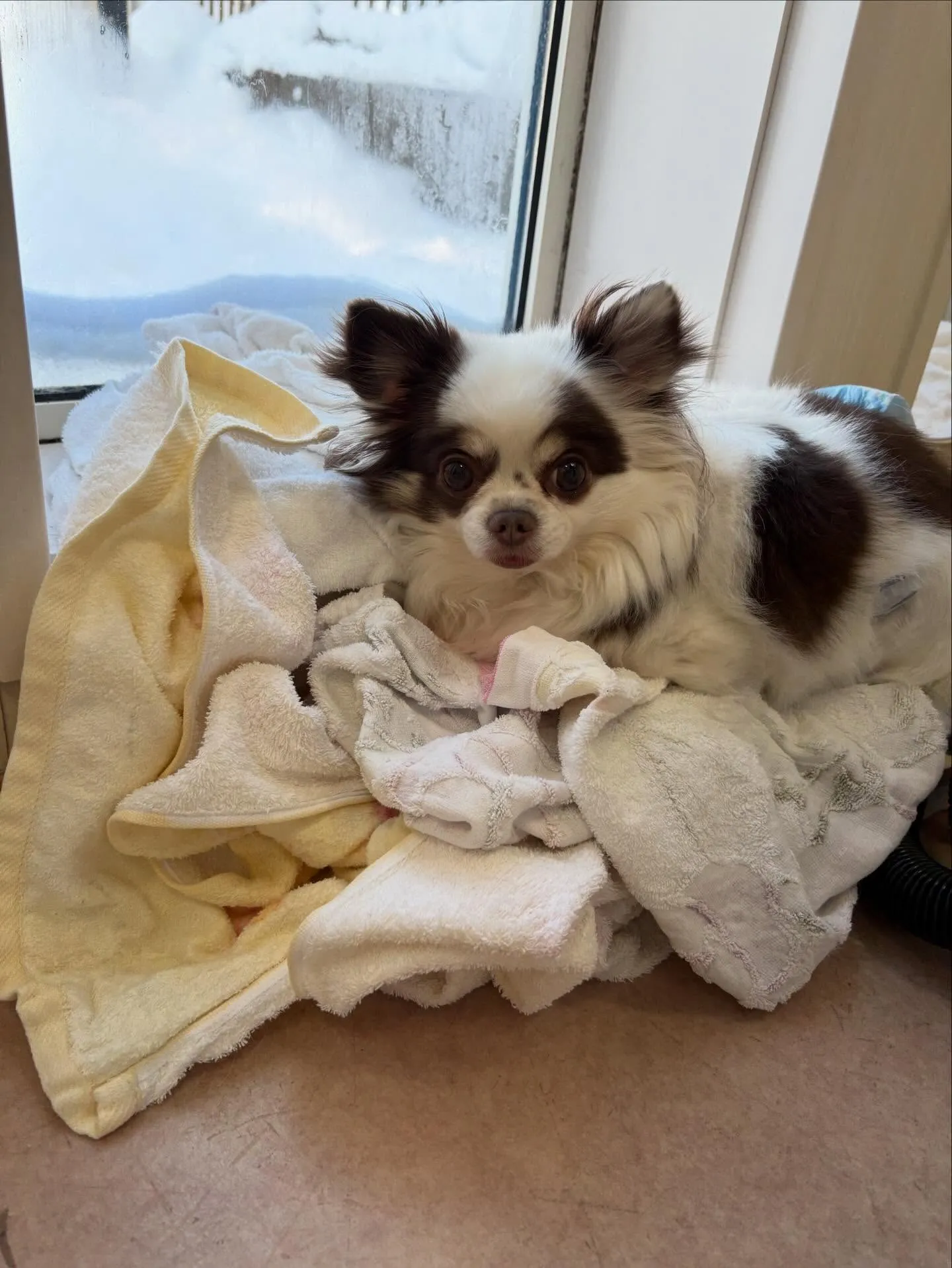 犬のトリミング✂️