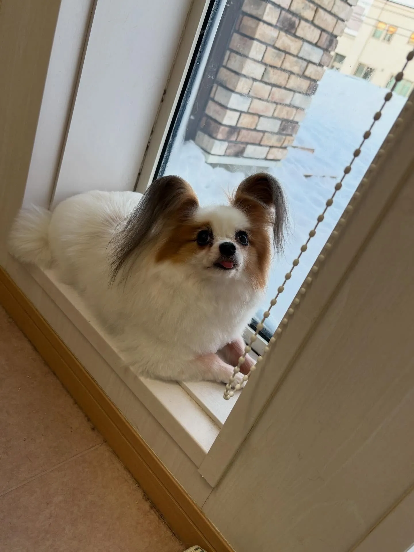 犬のトリミング✂️