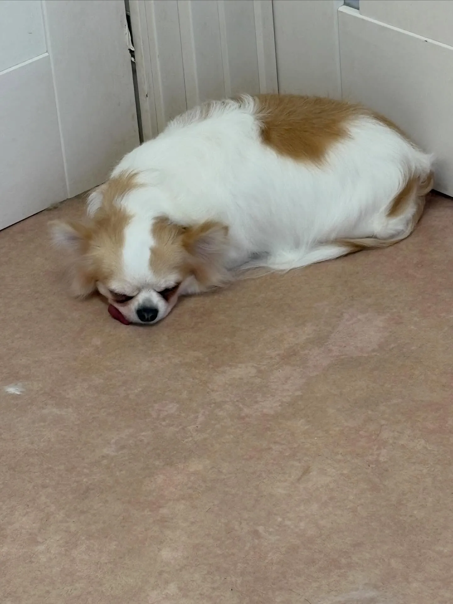 犬のトリミング✂️