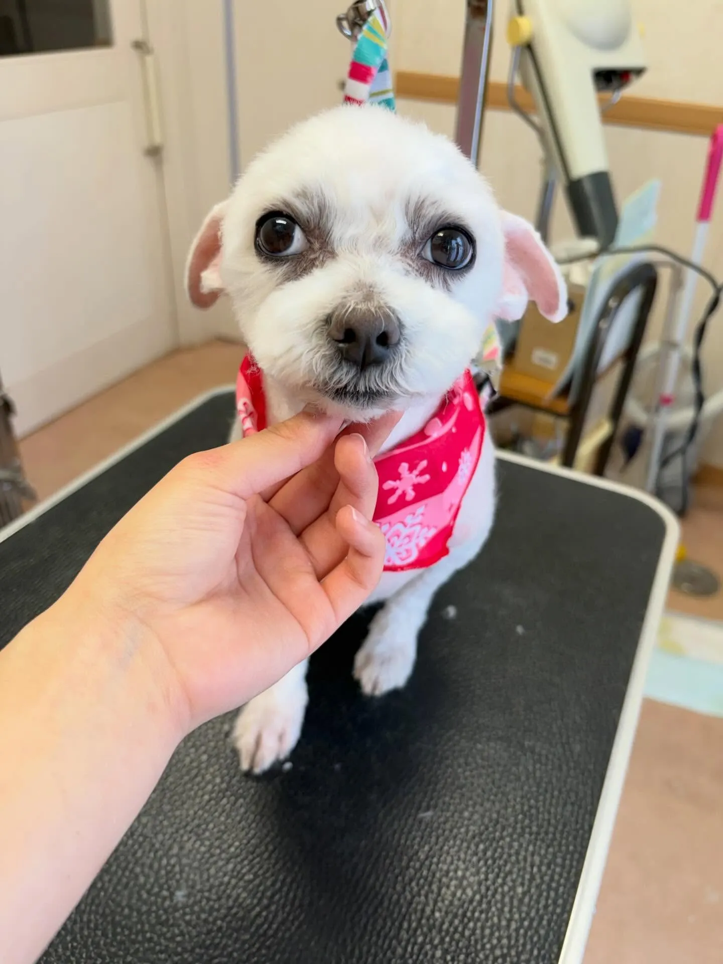 犬のトリミング✂️