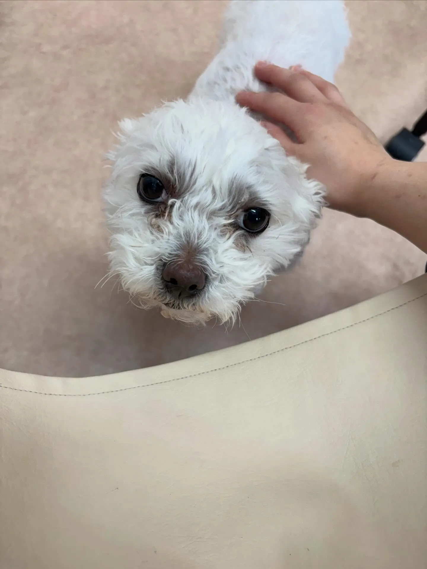 犬のトリミング✂️