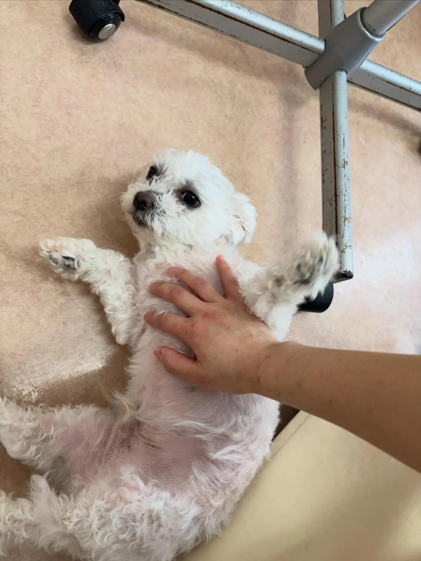 犬のトリミング✂️