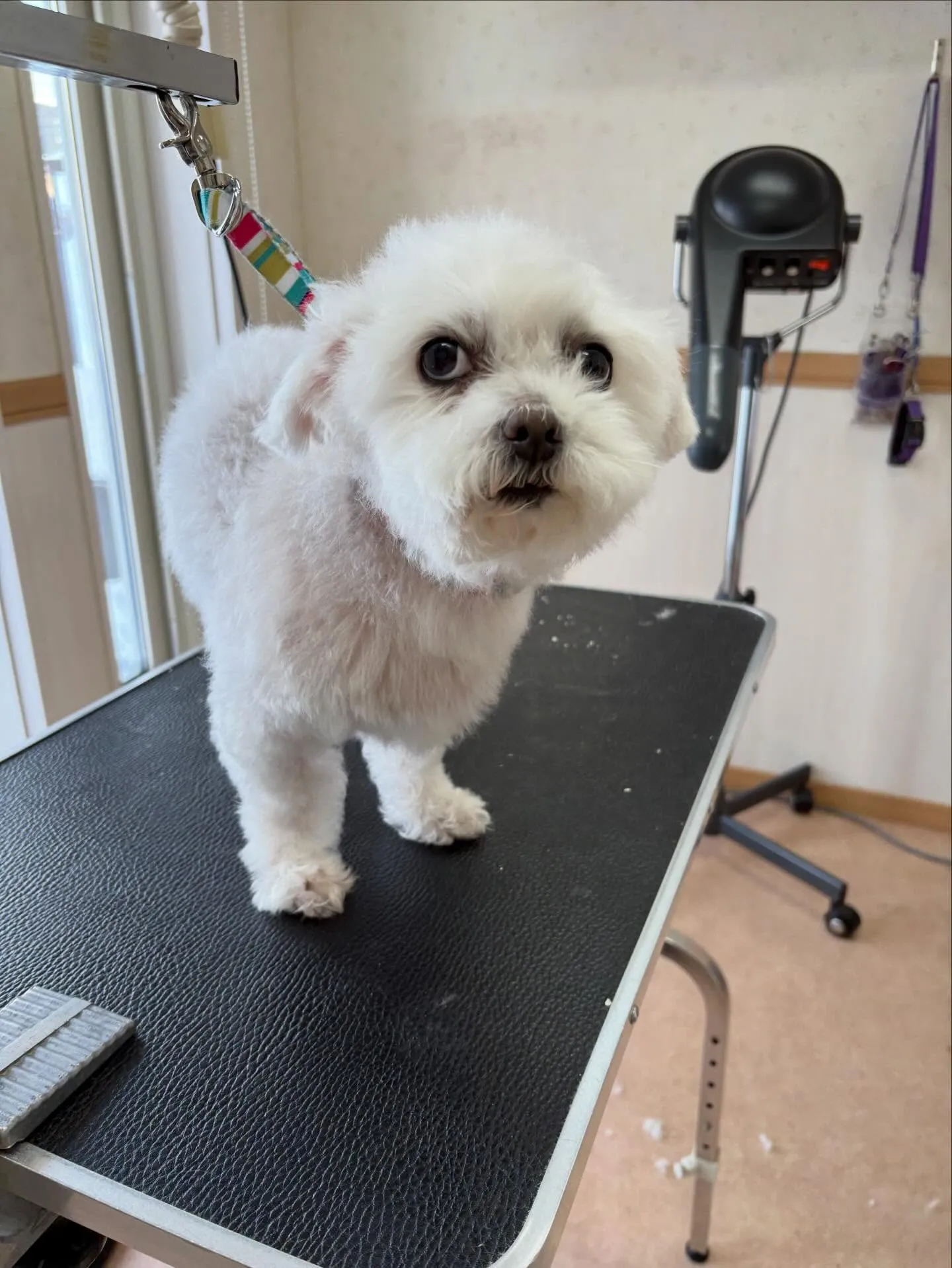 犬のトリミング✂️