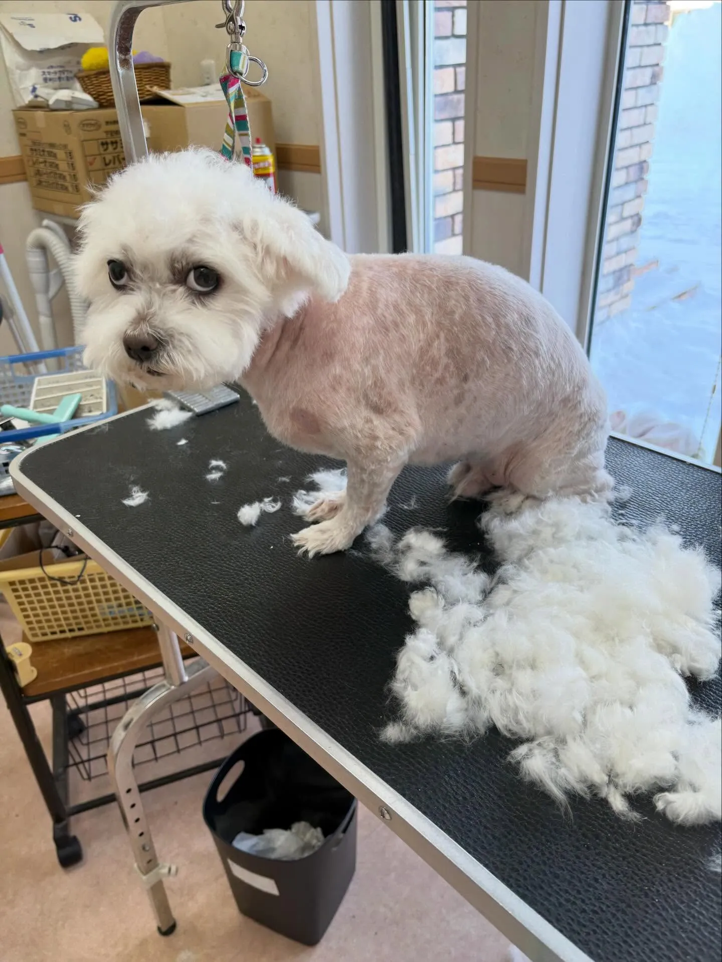 犬のトリミング✂️