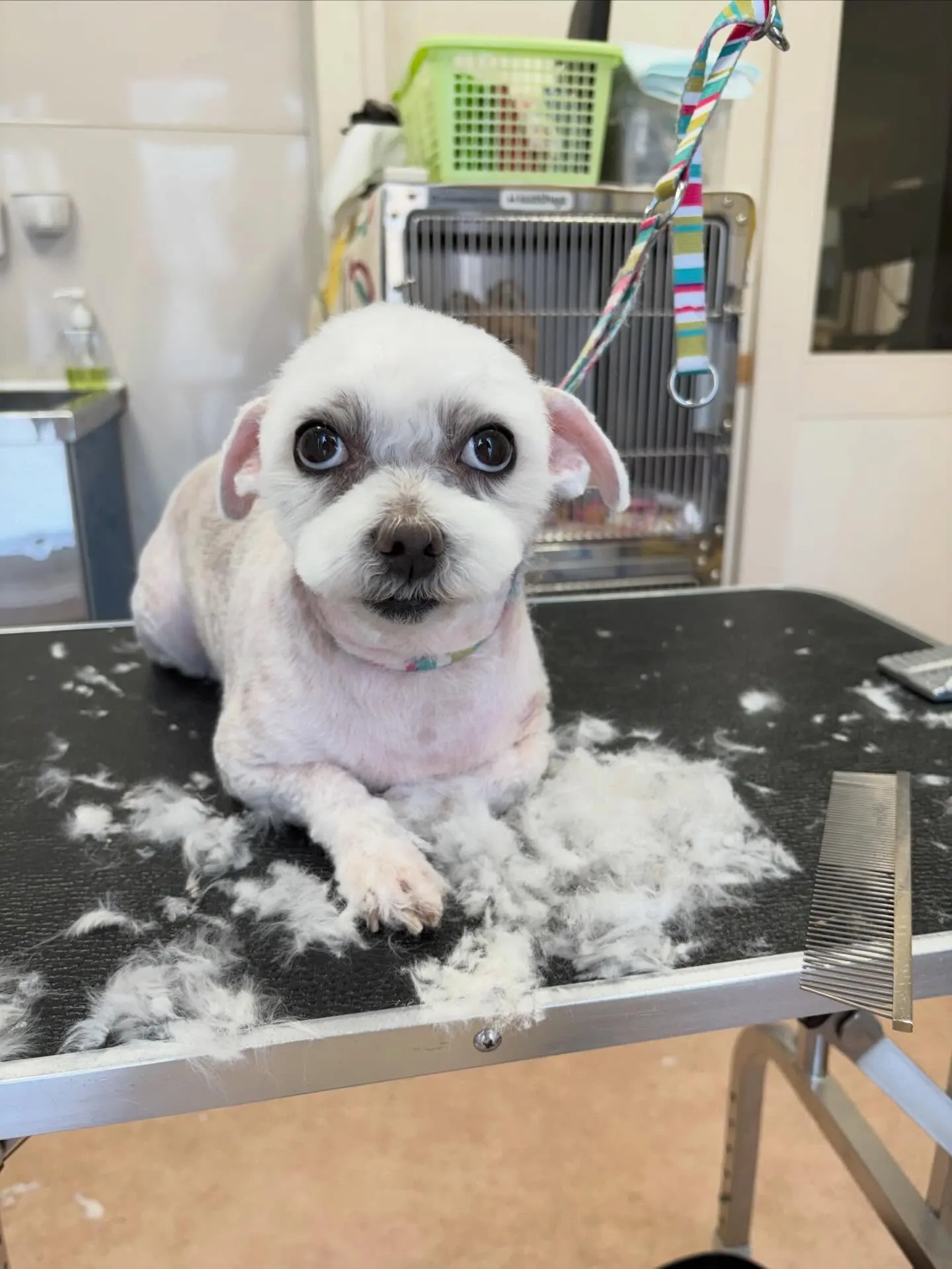 犬のトリミング✂️