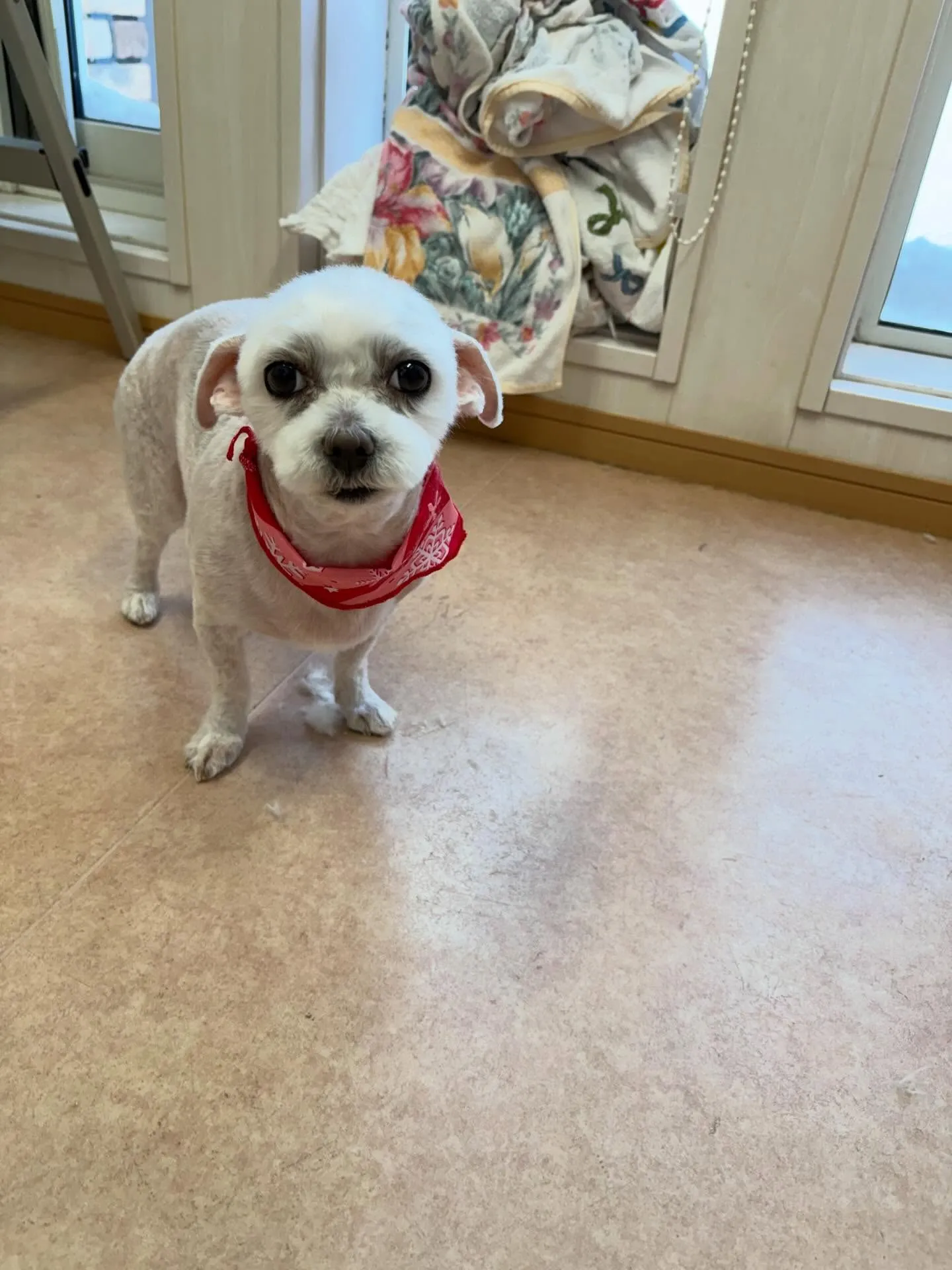 犬のトリミング✂️