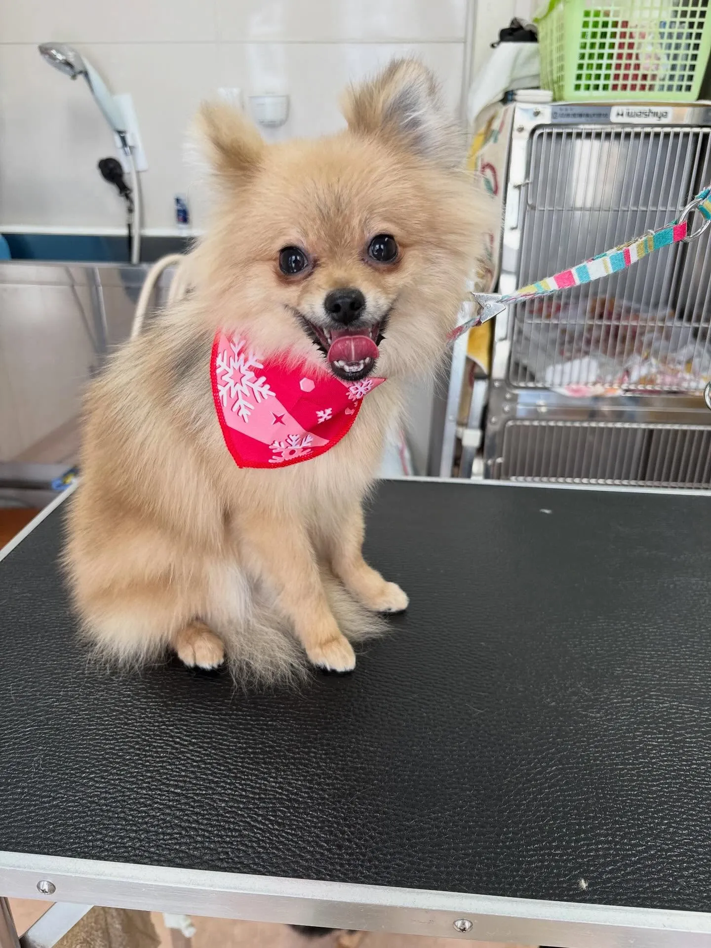 犬のシャンプー🫧