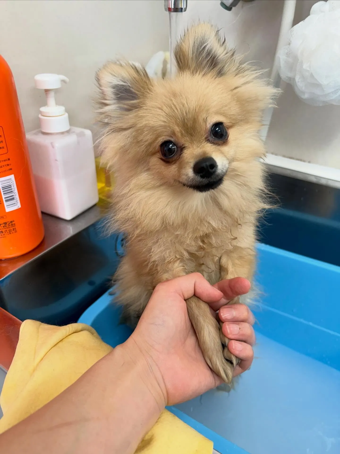 犬のシャンプー🫧