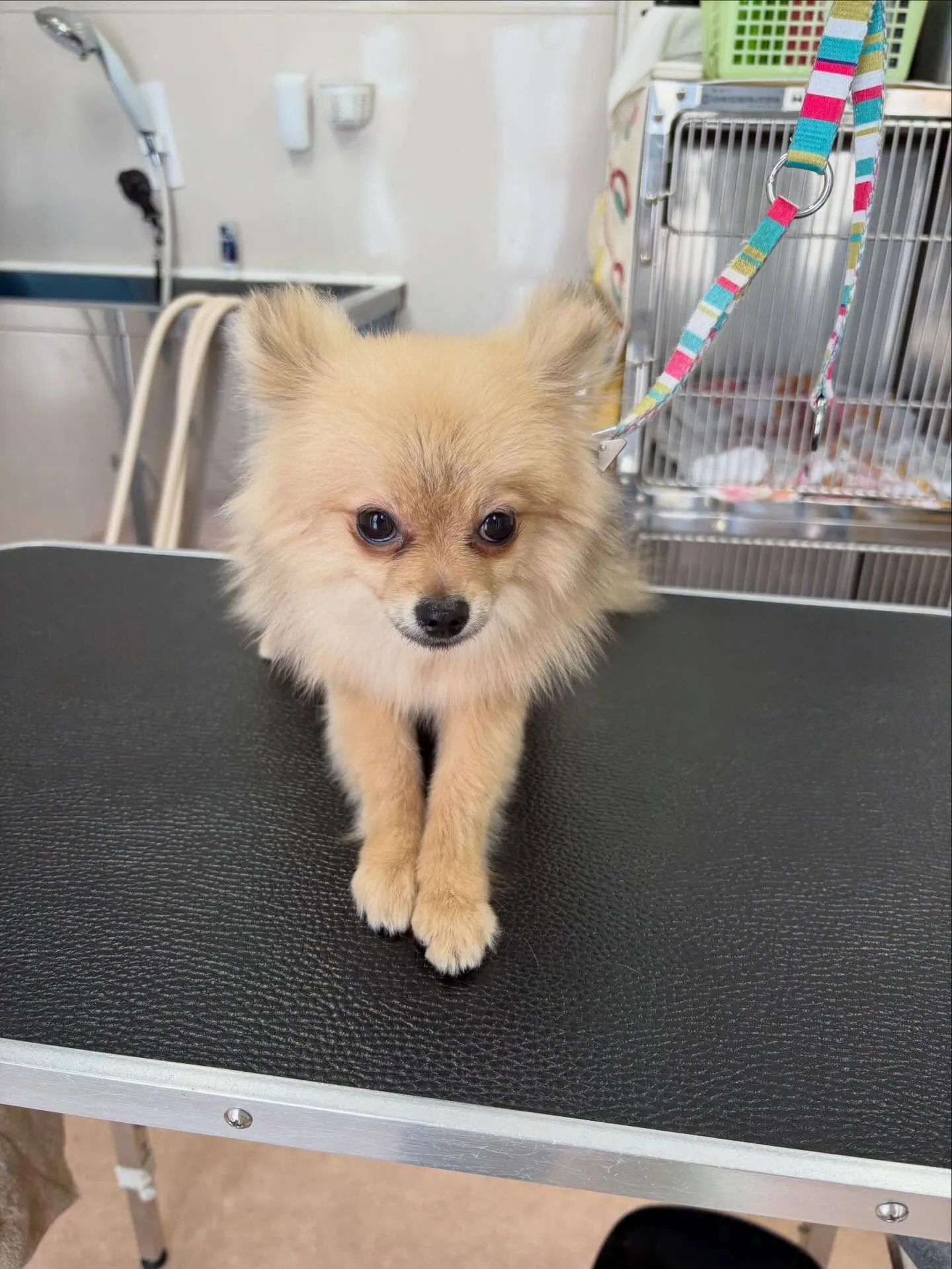 犬のシャンプー🫧