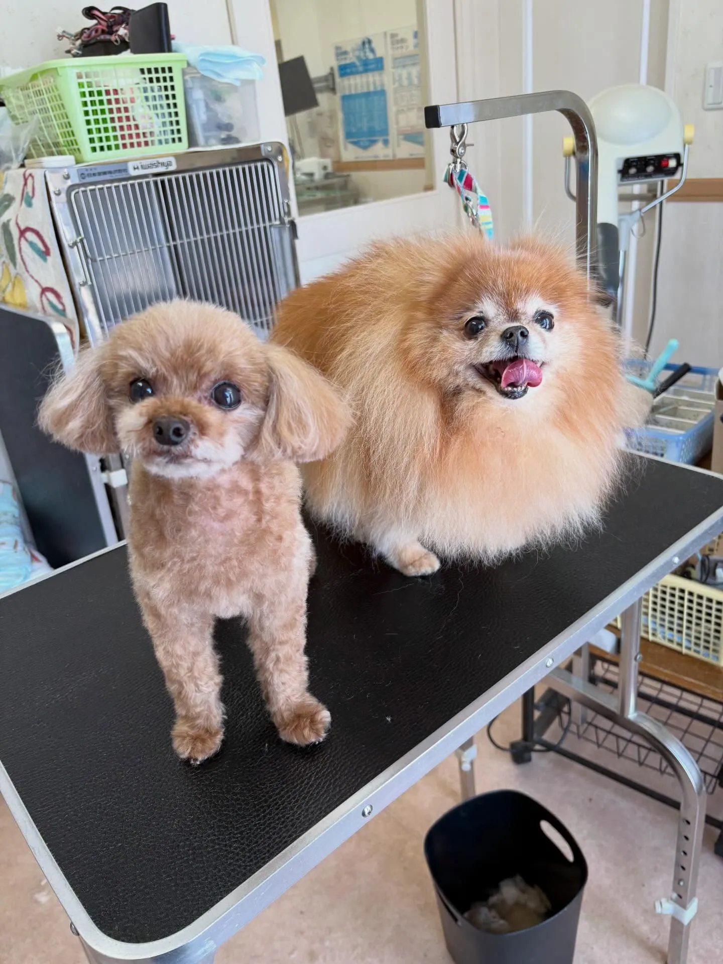 犬のトリミング✂️