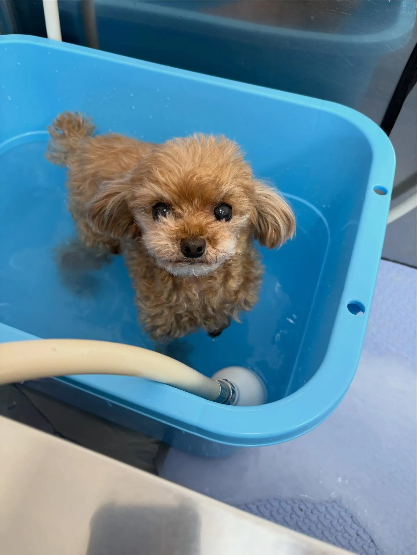 犬のトリミング✂️