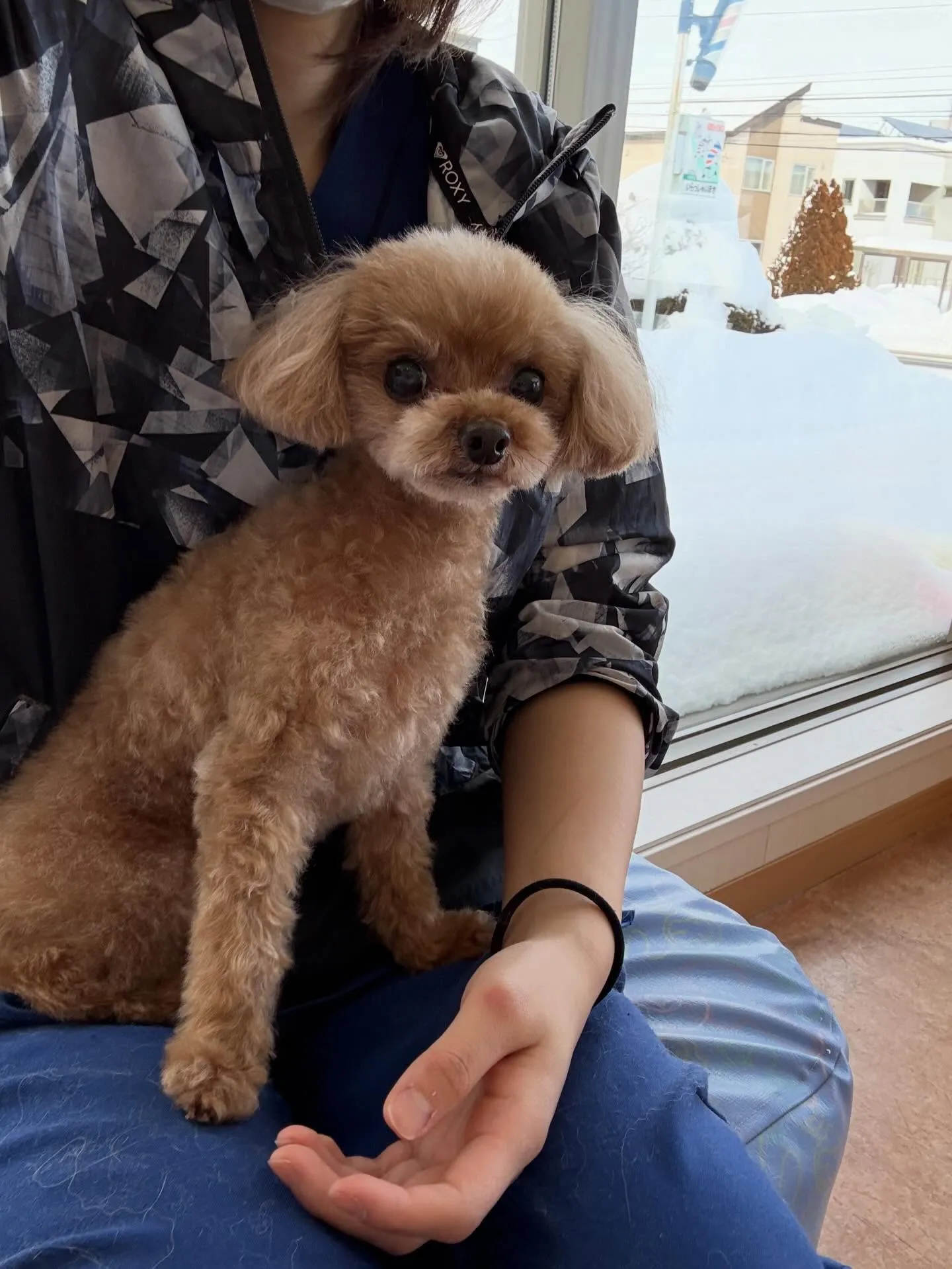 犬のトリミング✂️