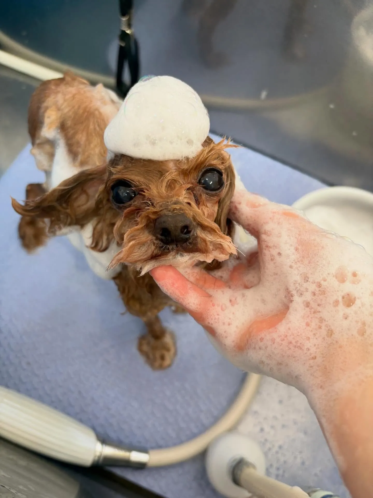 犬のトリミング✂️