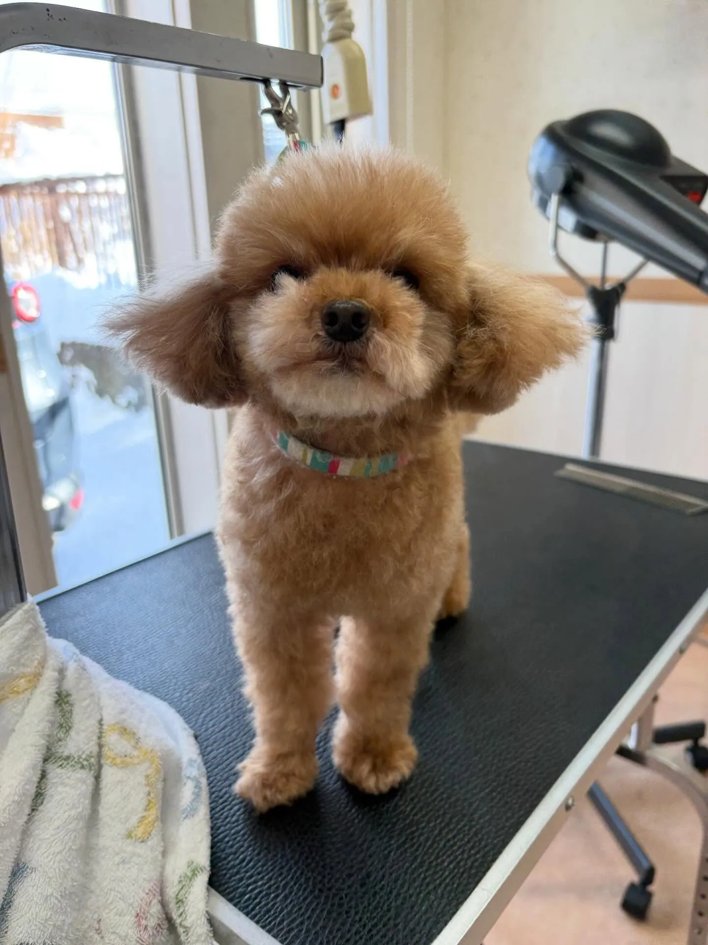 犬のトリミング✂️