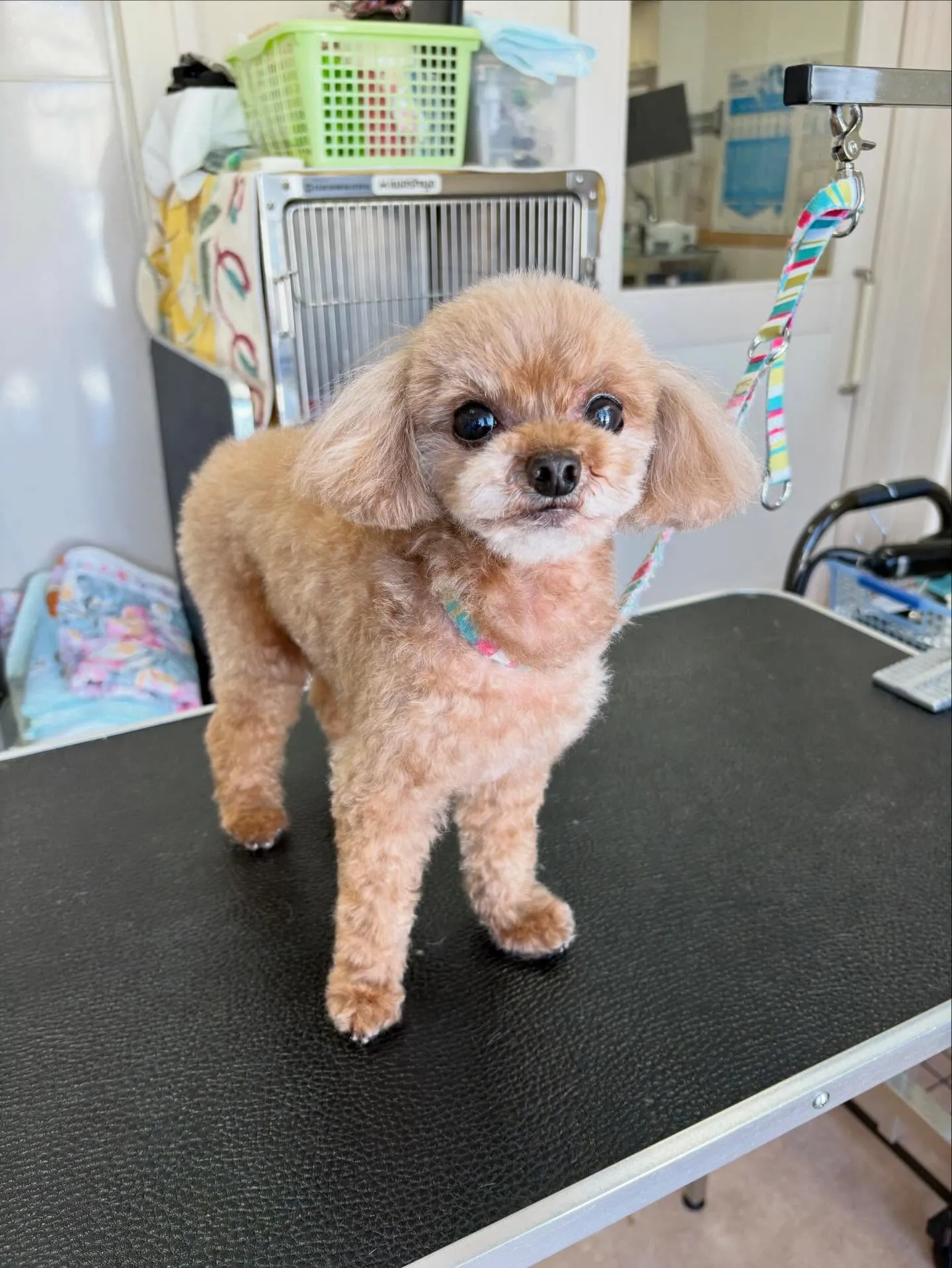 犬のトリミング✂️