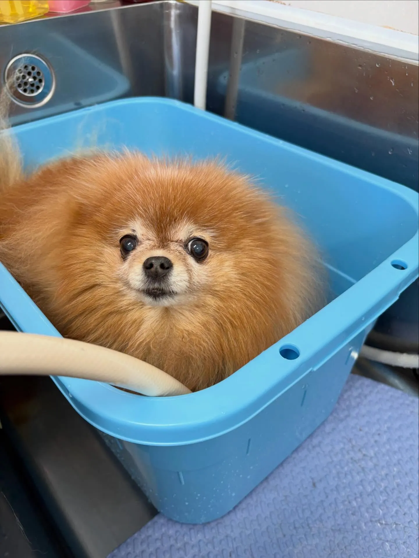 犬のトリミング✂️